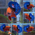 Red Hellboy Bold Blue Tail Plakat HMPK Betta Fish Male