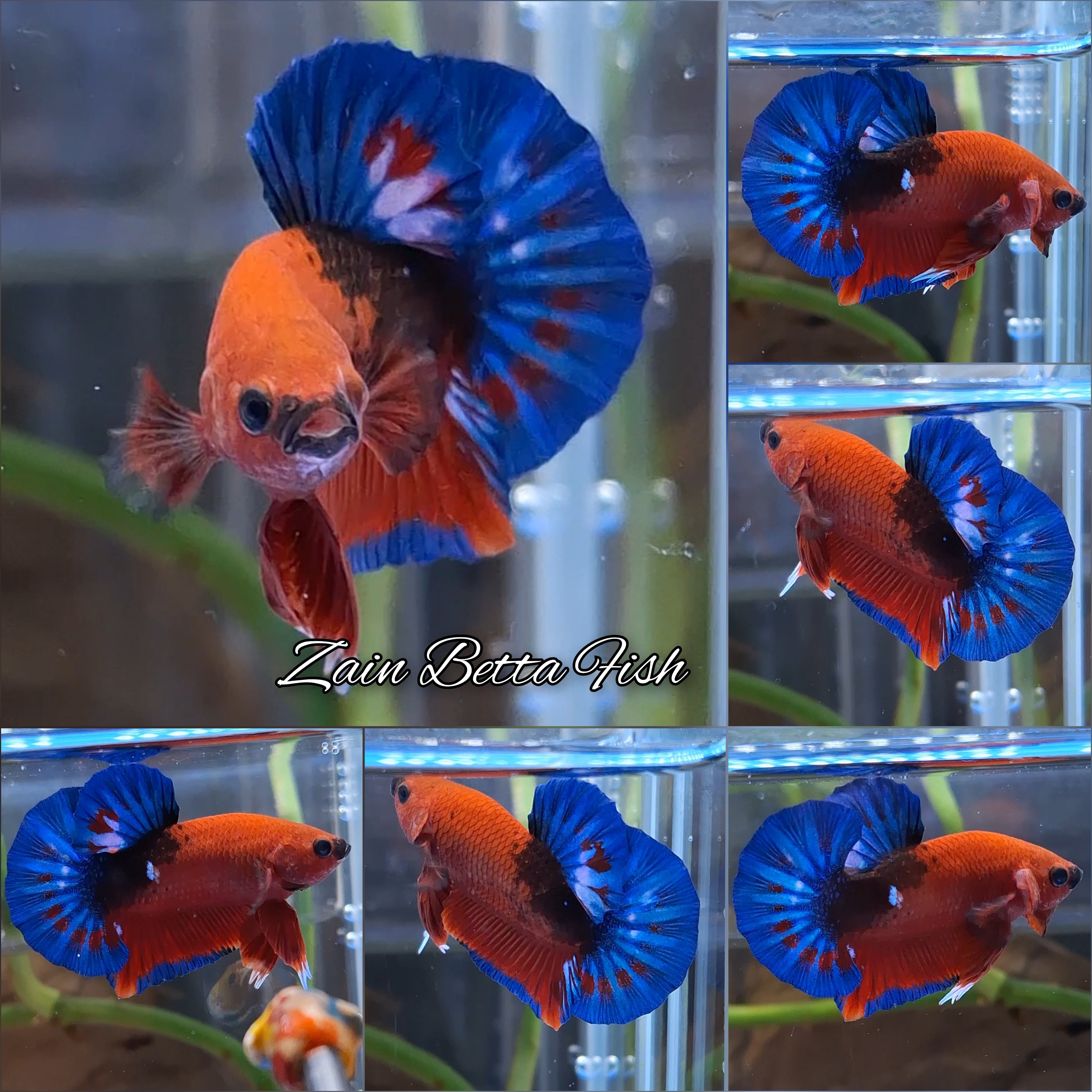 Red Hellboy Bold Blue Tail Plakat HMPK Betta Fish Male