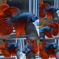 Halfmoon Rosetail Imbellis Hybrid Rare Wild Betta Fish Male