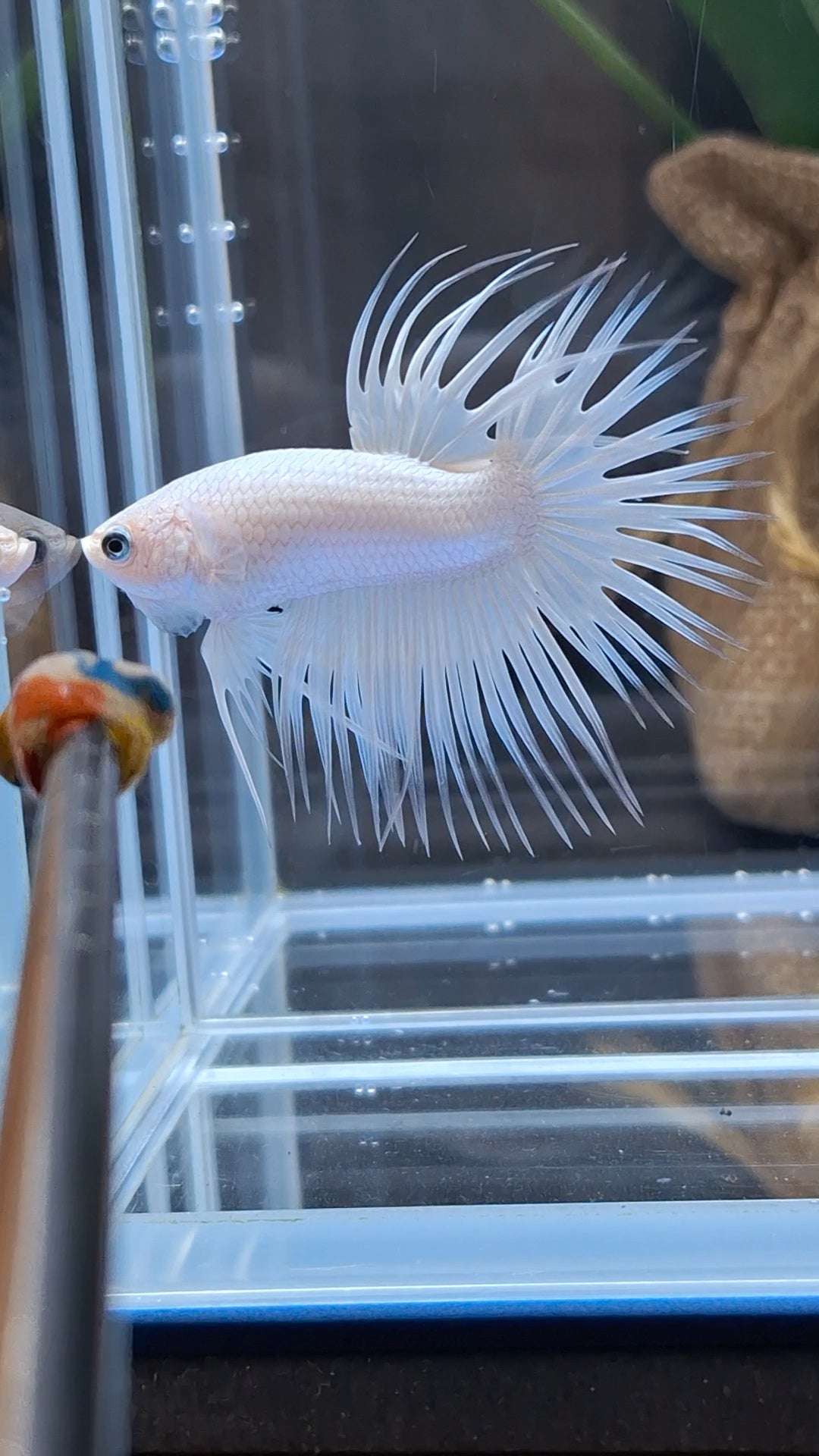 Premium Crowntail White Platinum Betta Fish Male