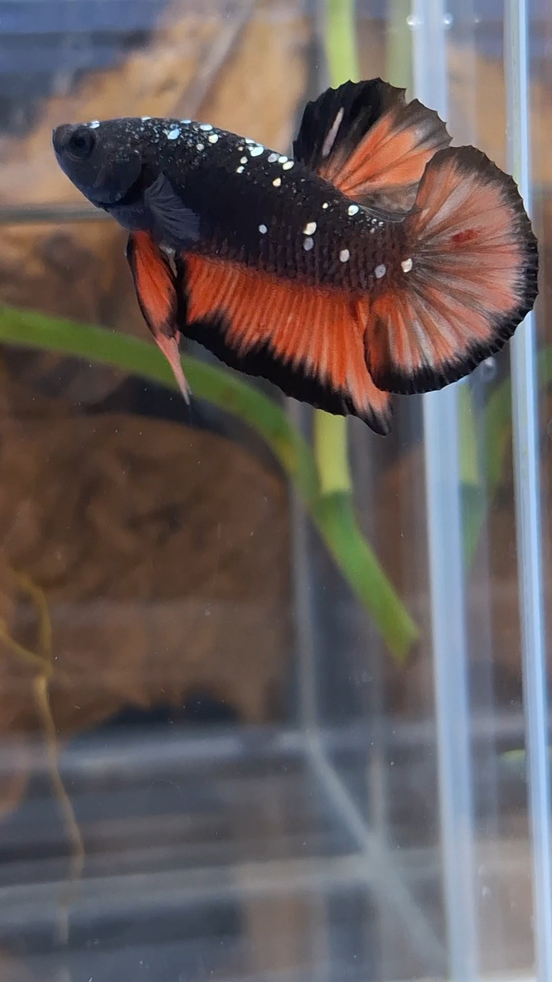 Avatar Nemo Copper Gold Black Variation Plakat HMPK Betta Fish Male