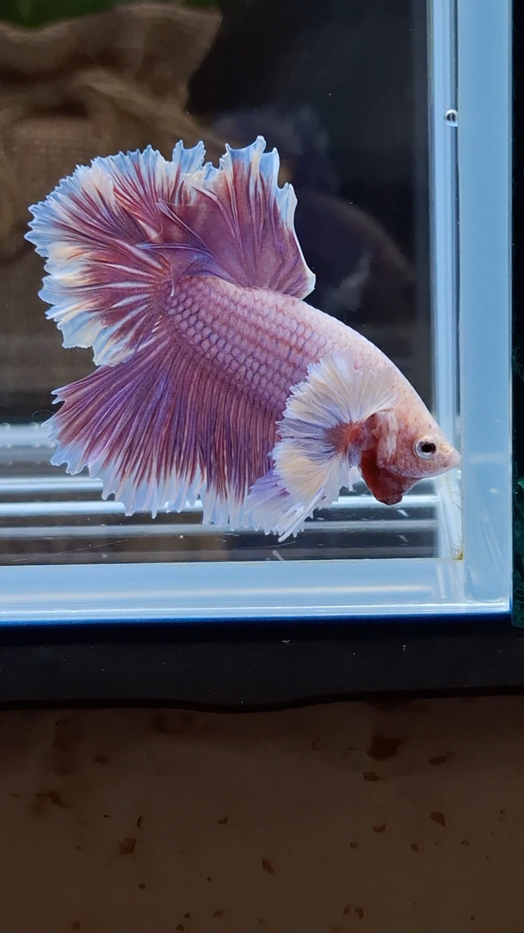 Feathertail Dumbo Ear Purple Butterfly Betta Fish Male