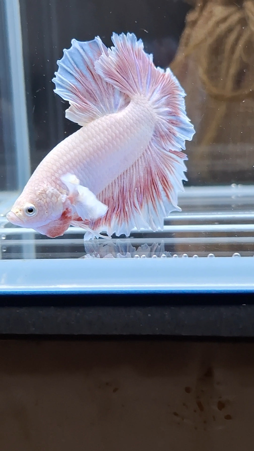 King Feathertail Dumbo Ear Pink Butterfly Betta Fish Male