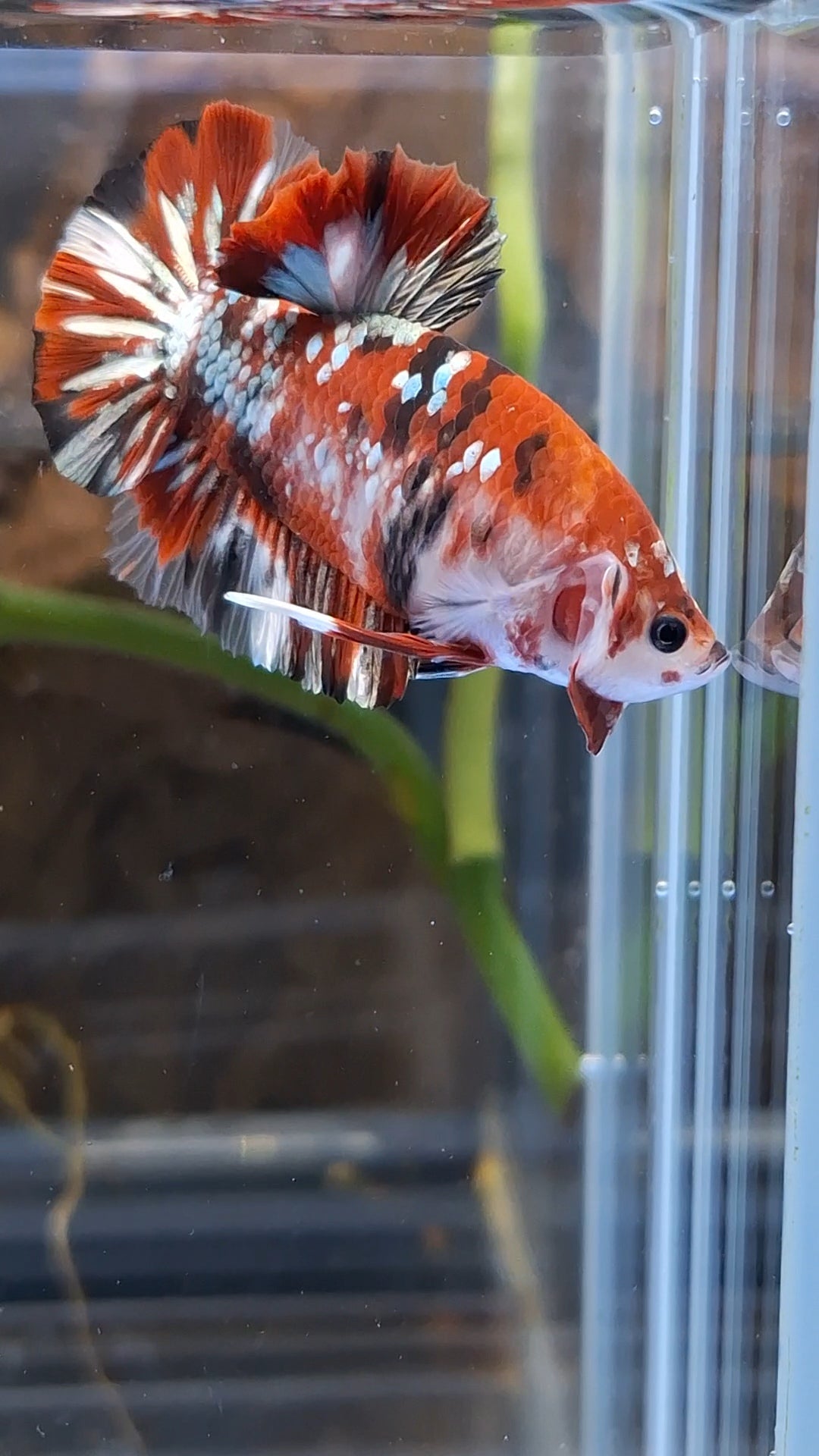 Red Koi Copper Gold Iron Man Plakat HMPK Betta Fish Male