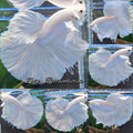 OHM Halfmoon White Platimum Betta Fish Male