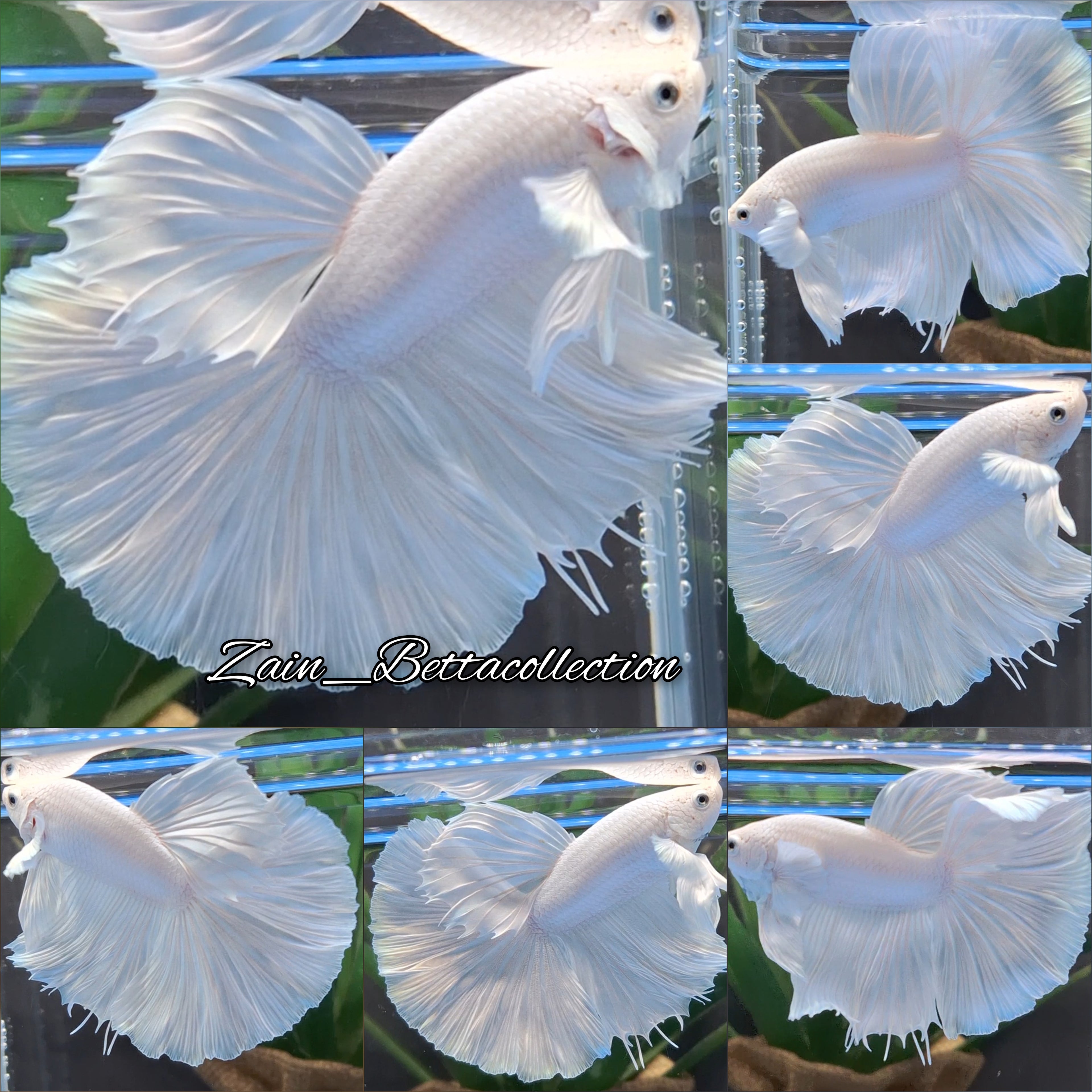 OHM Halfmoon White Platimum Betta Fish Male
