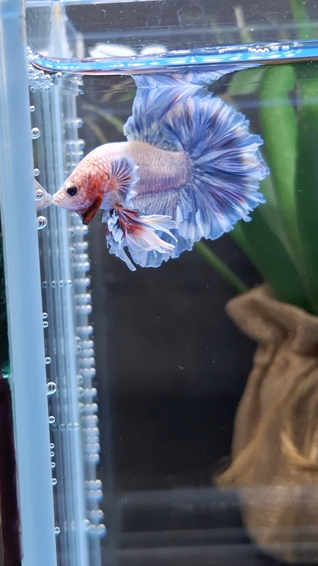 King Feathertail Dumbo Ear Grizzle Butterfly Betta Fish Male