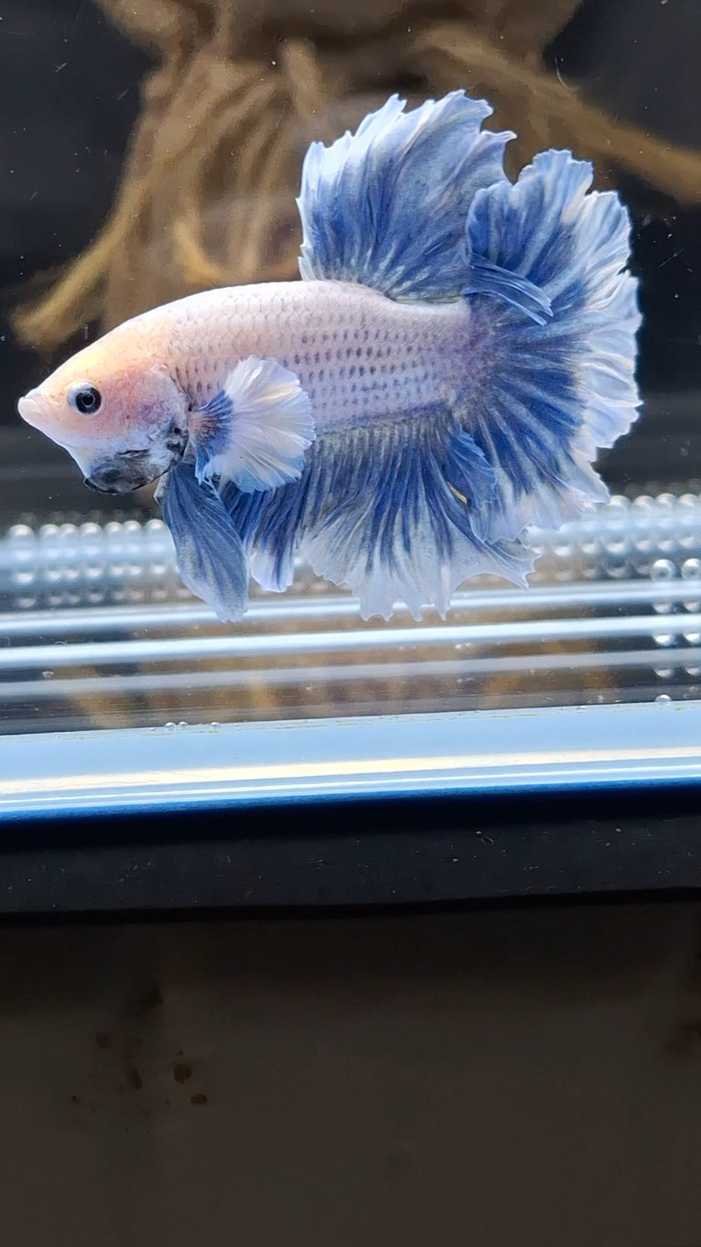 Halfmoon Feathertail Dumbo Grizzle Betta Fish Male