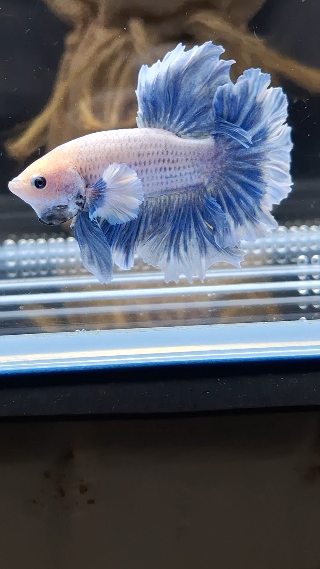 Halfmoon Feathertail Dumbo Grizzle Betta Fish Male