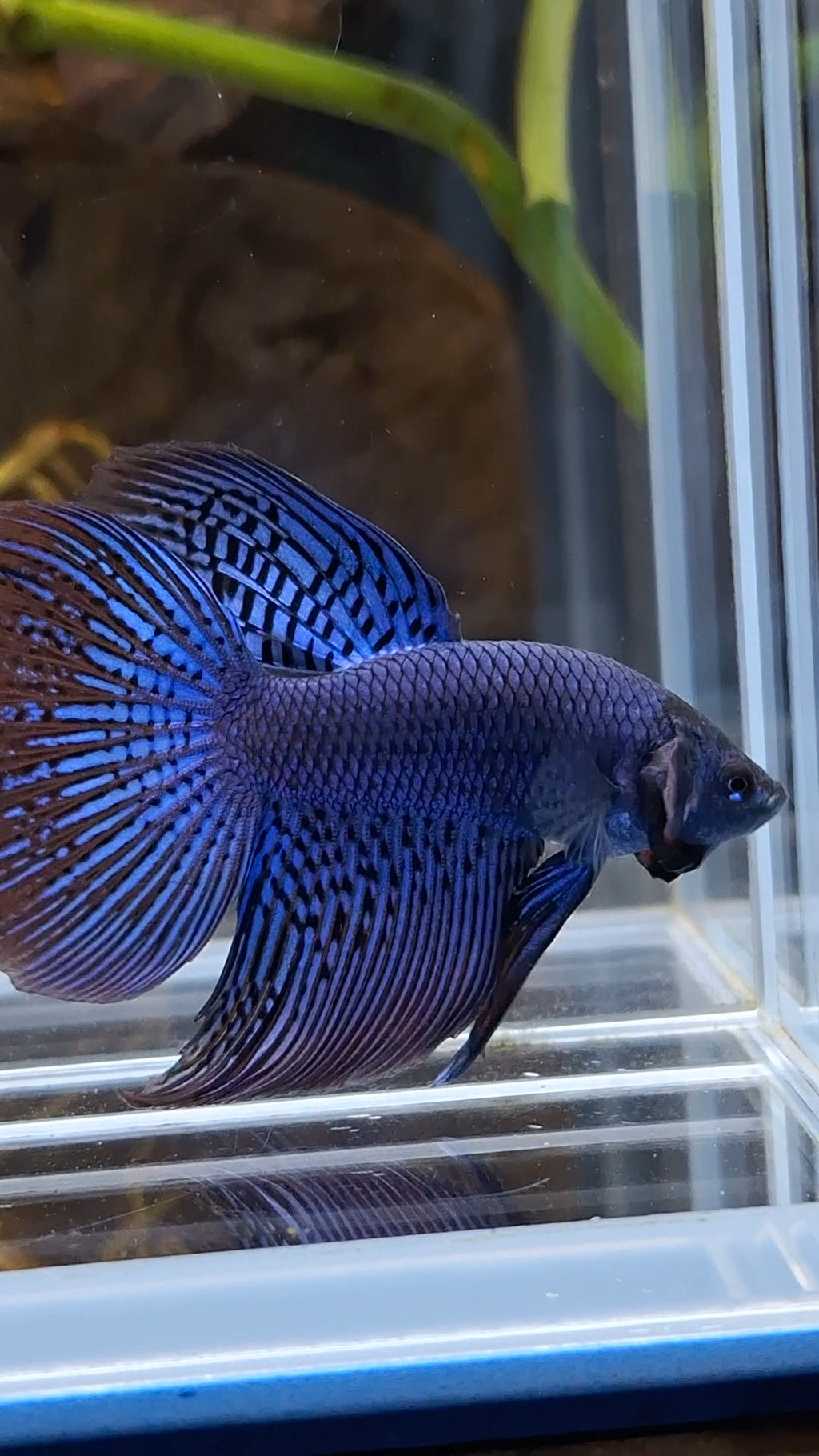 Alien Long Fins Blue Delta Tail Rare Wild Betta Fish Male