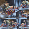 Fancy Candy Koi Copper Variant HMPK Betta Fish Male