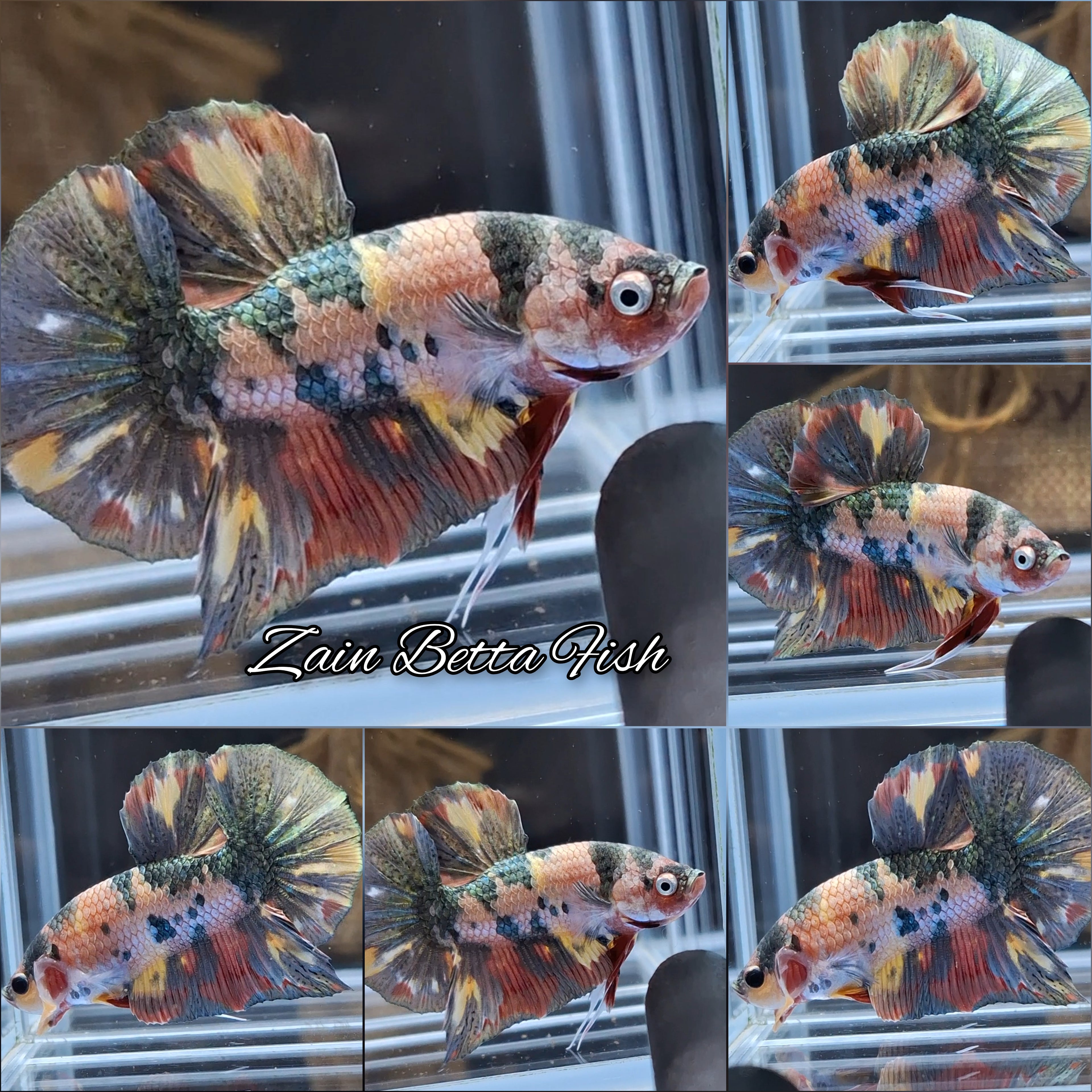 Fancy Candy Koi Copper Variant HMPK Betta Fish Male