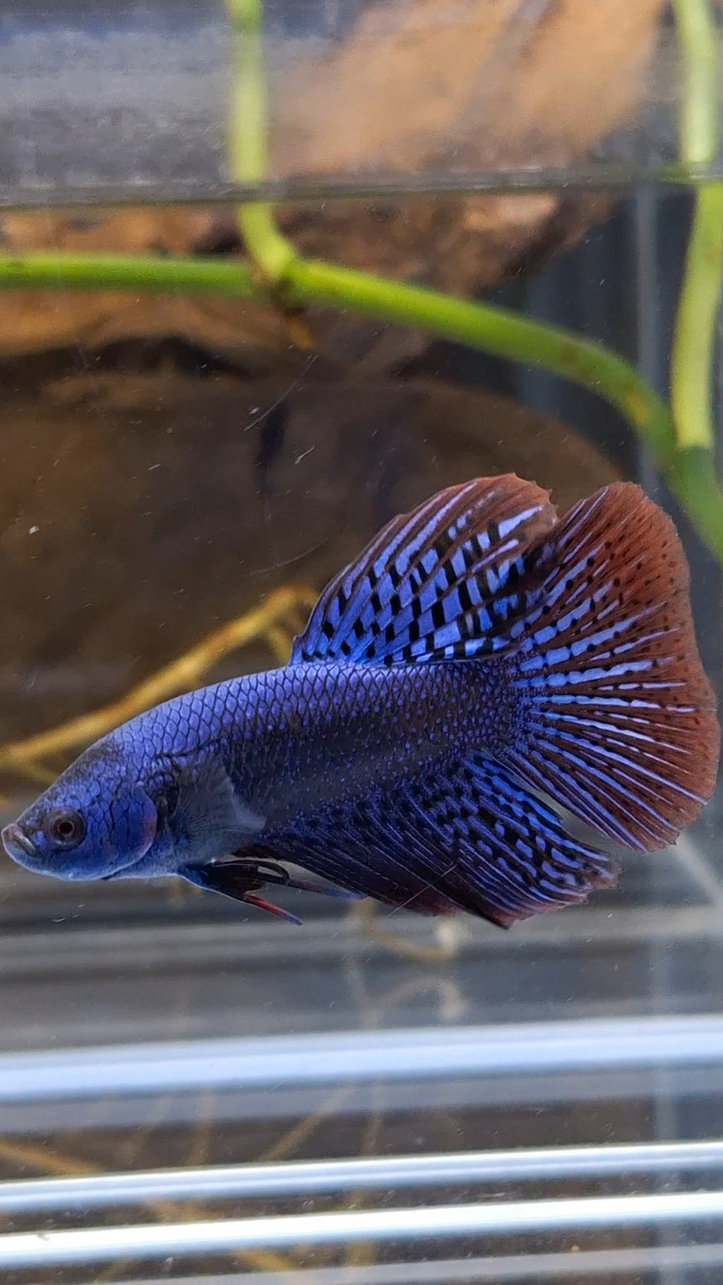 Alien Long Fins Blue Delta Tail Rare Wild Betta Fish Male