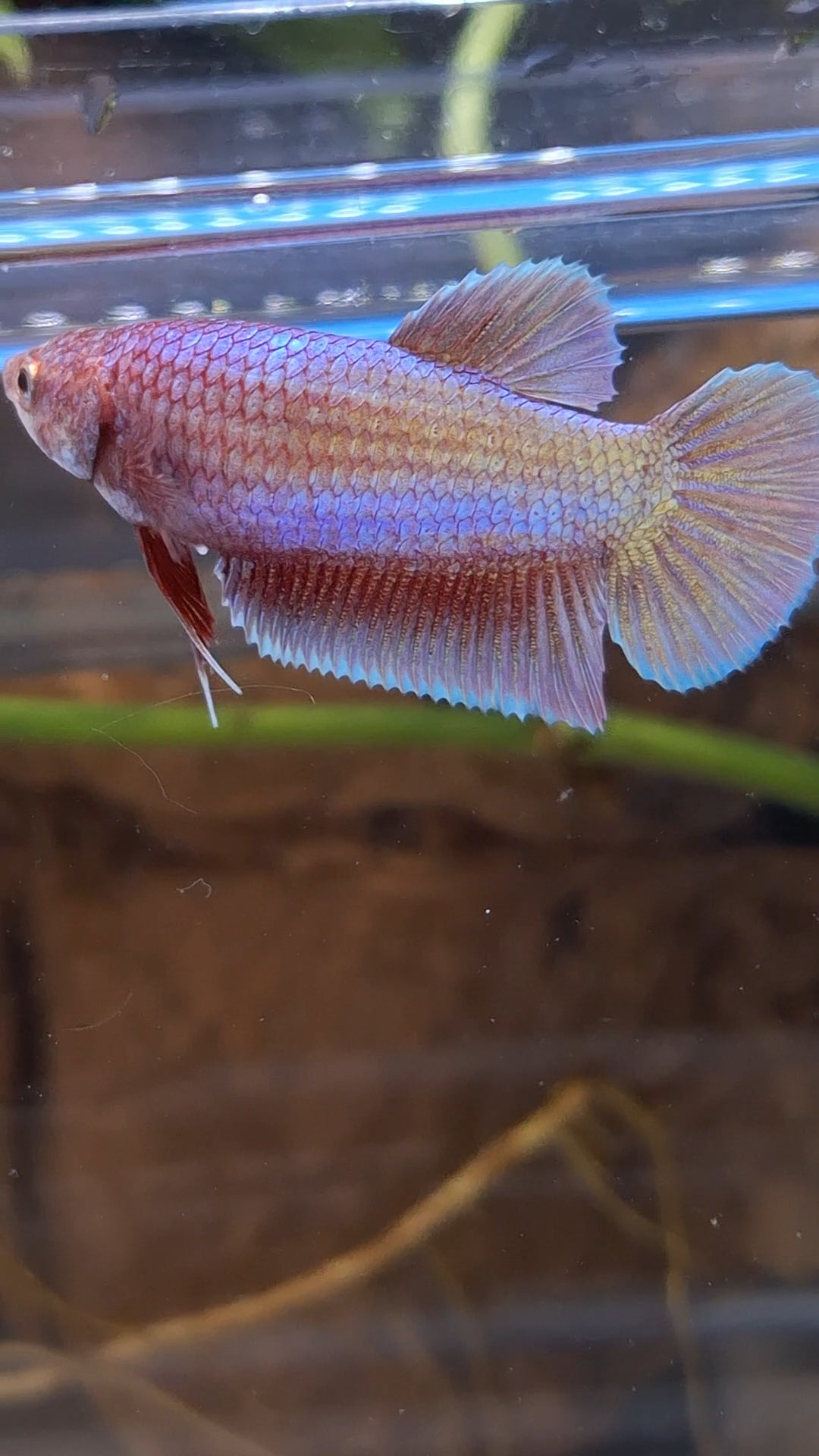 Purple Pink Aurora Plakat HMPK Female Betta Fish For Sorority / Breed