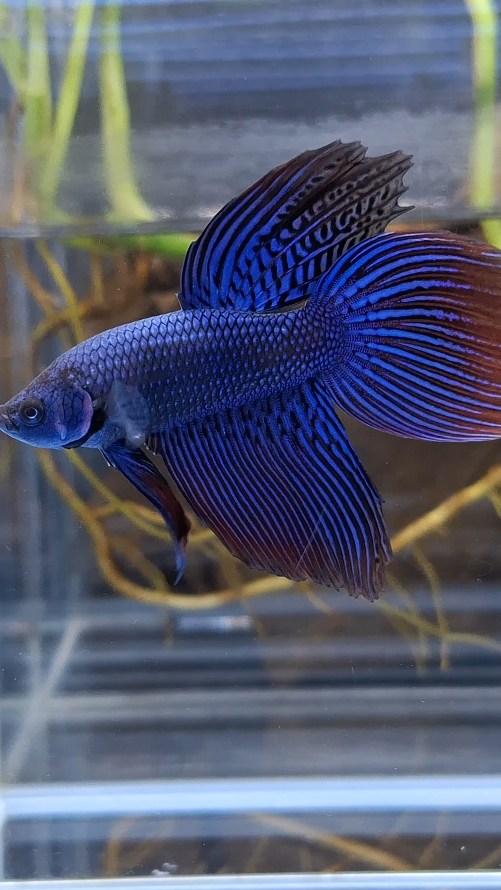 Alien Long Fins Blue Delta Tail Rare Wild Betta Fish Male