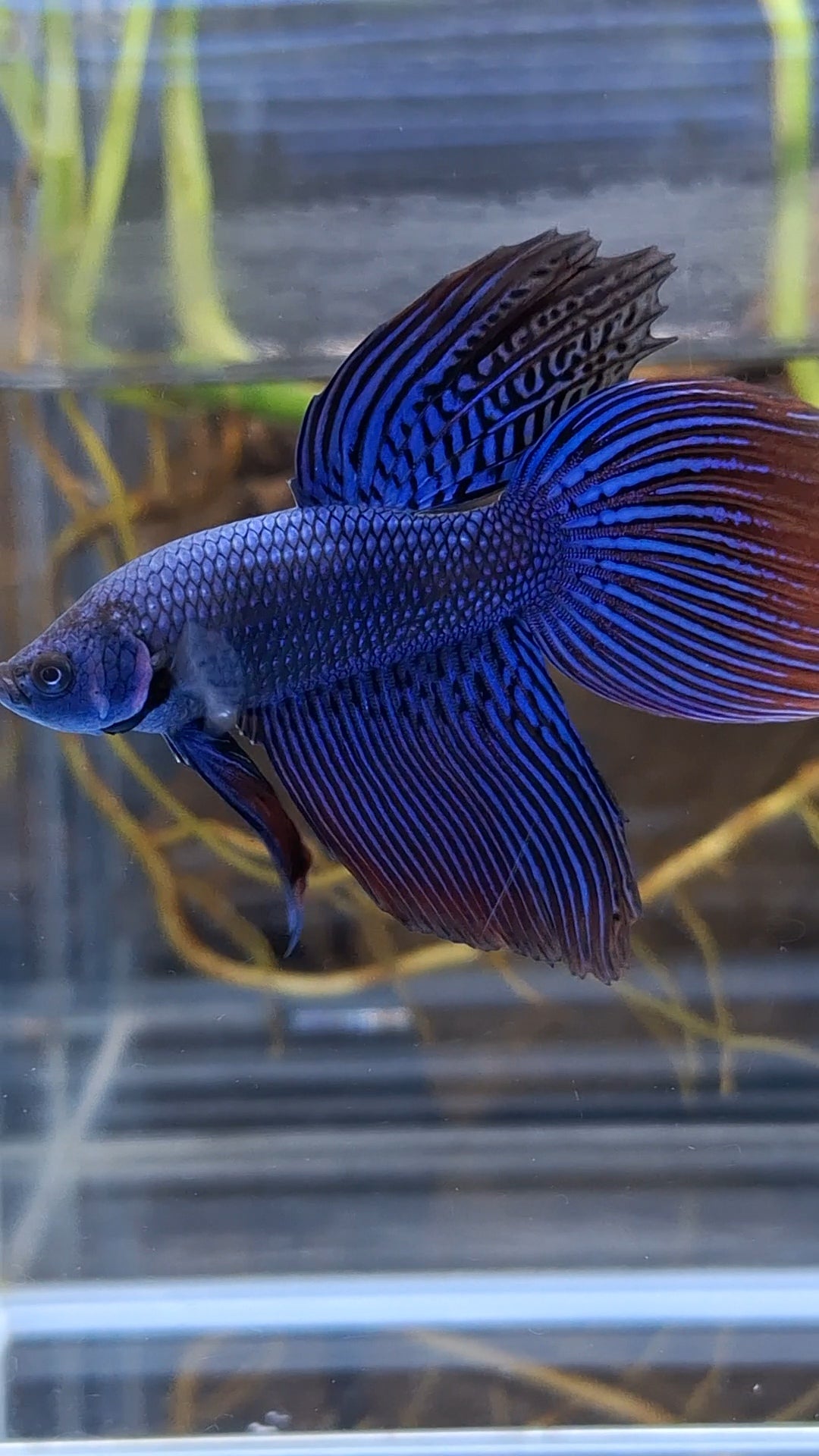 Alien Long Fins Blue Delta Tail Rare Wild Betta Fish Male