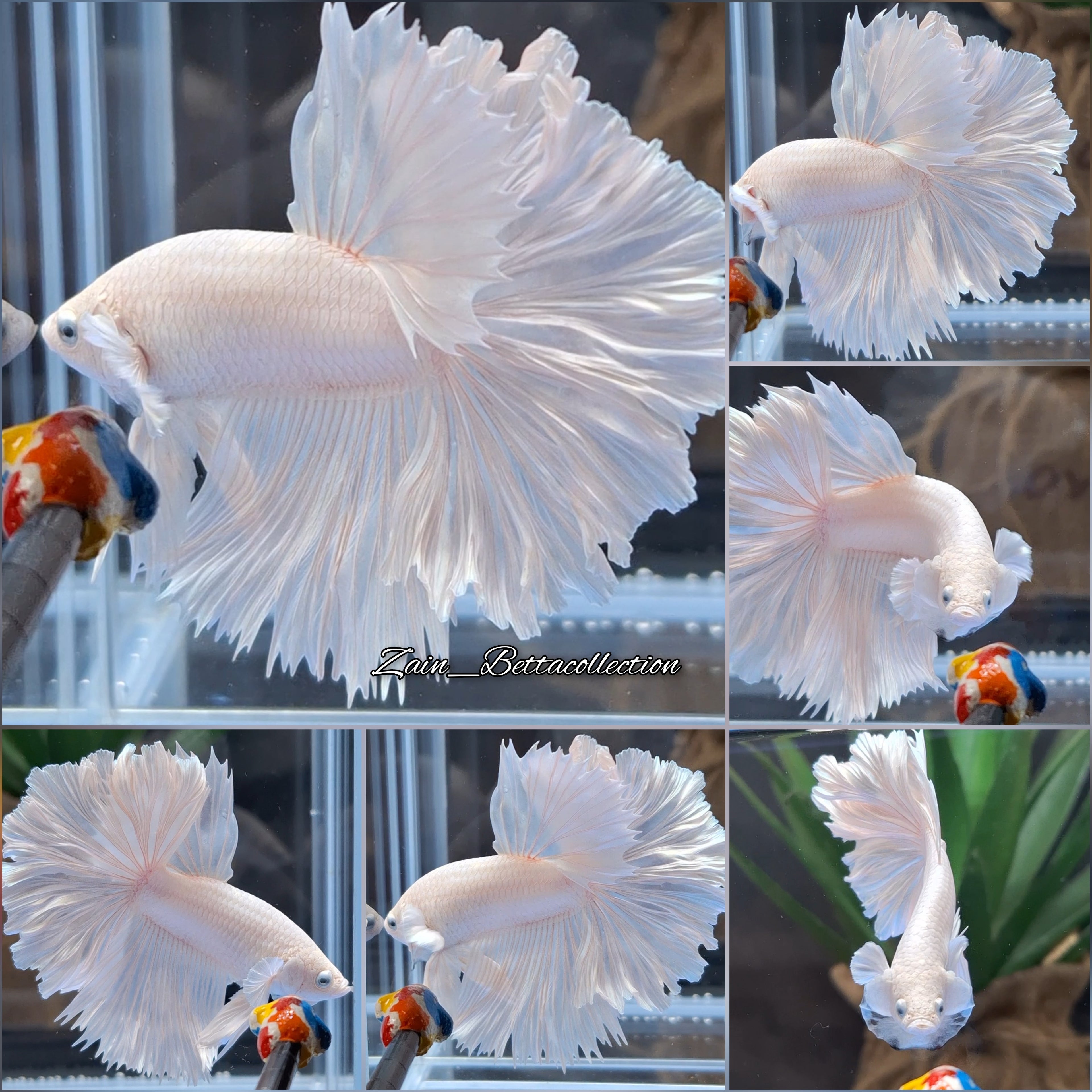OHM Halfmoon Rosetail White Platimum Betta Fish Male