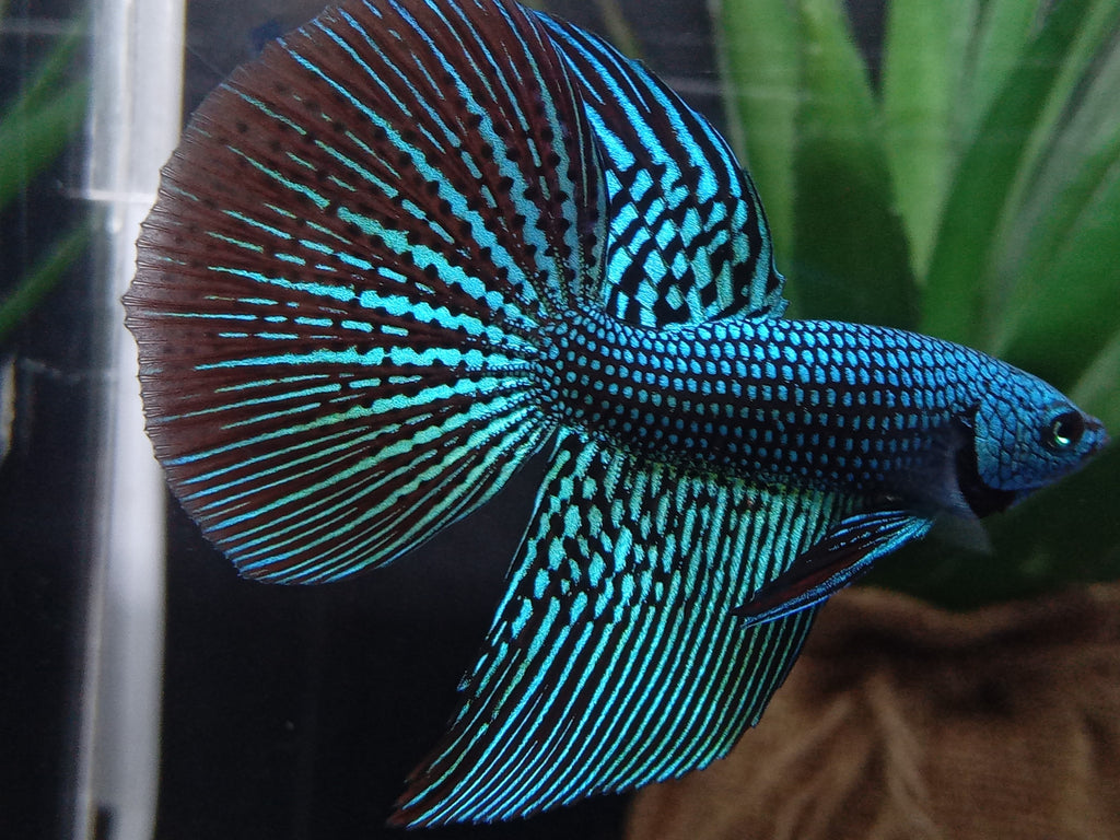 Luxury Halfmoon Alien Green Rare Wild Betta Hybrid Male
