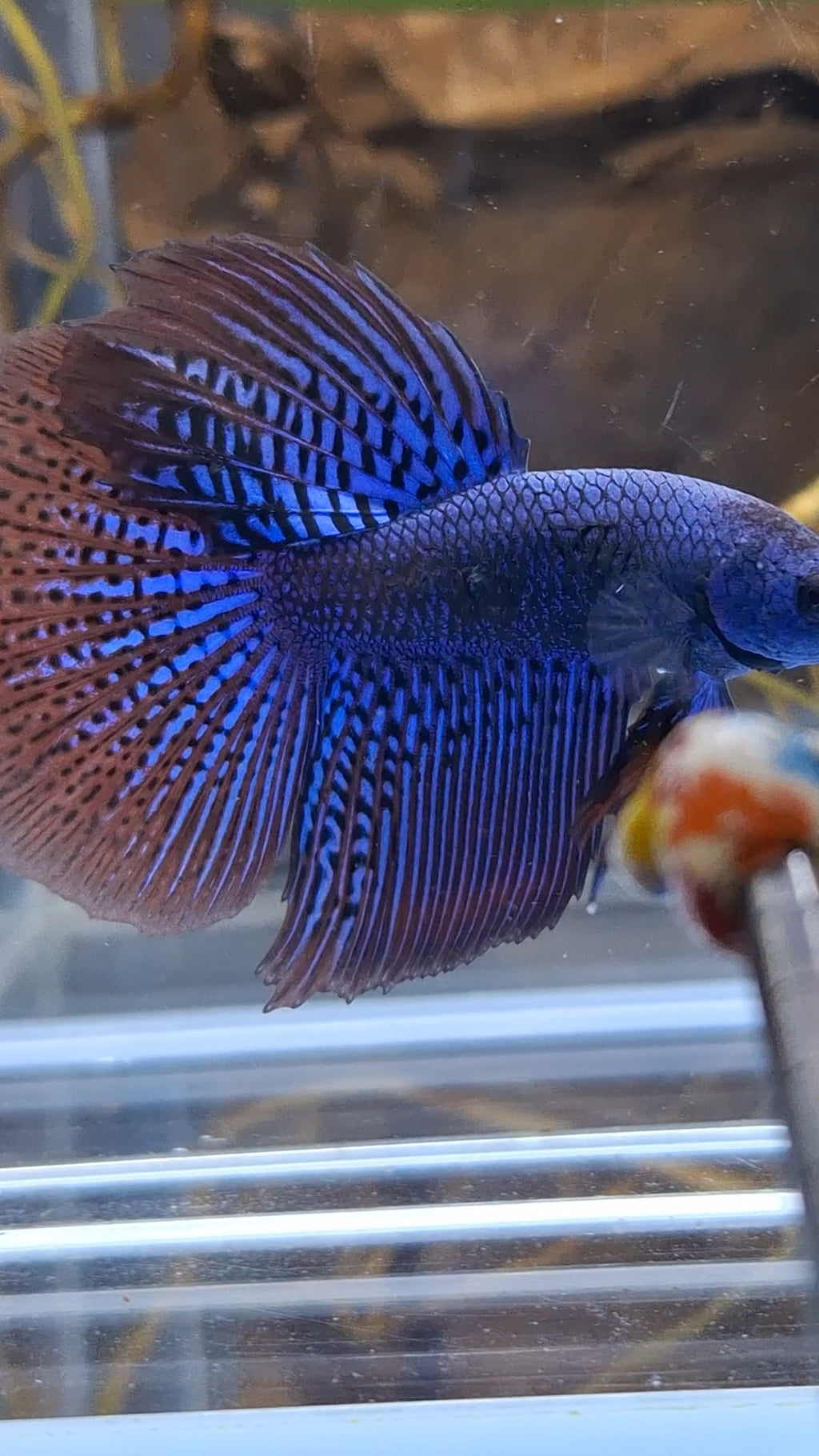 Alien Long Fins Blue Rare Wild Betta Fish Male