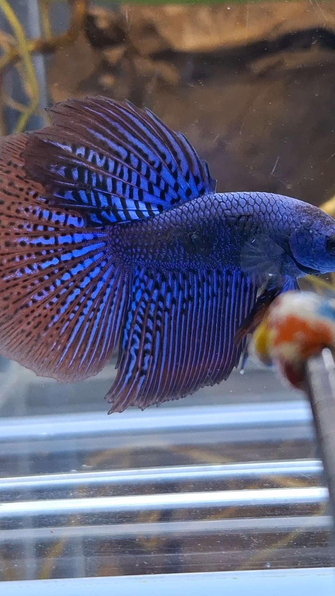 Alien Long Fins Blue Rare Wild Betta Fish Male