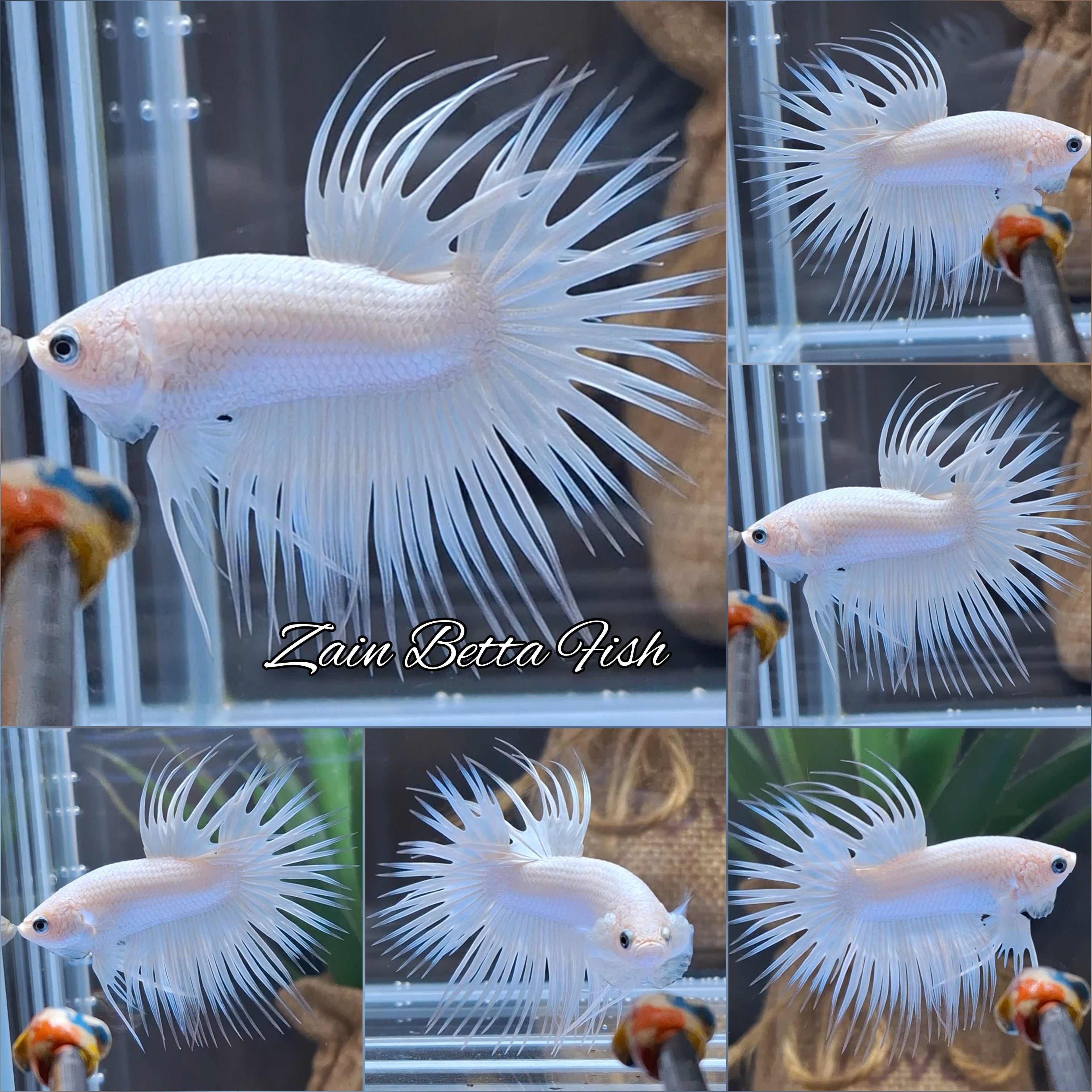 Premium Crowntail White Platinum Betta Fish Male