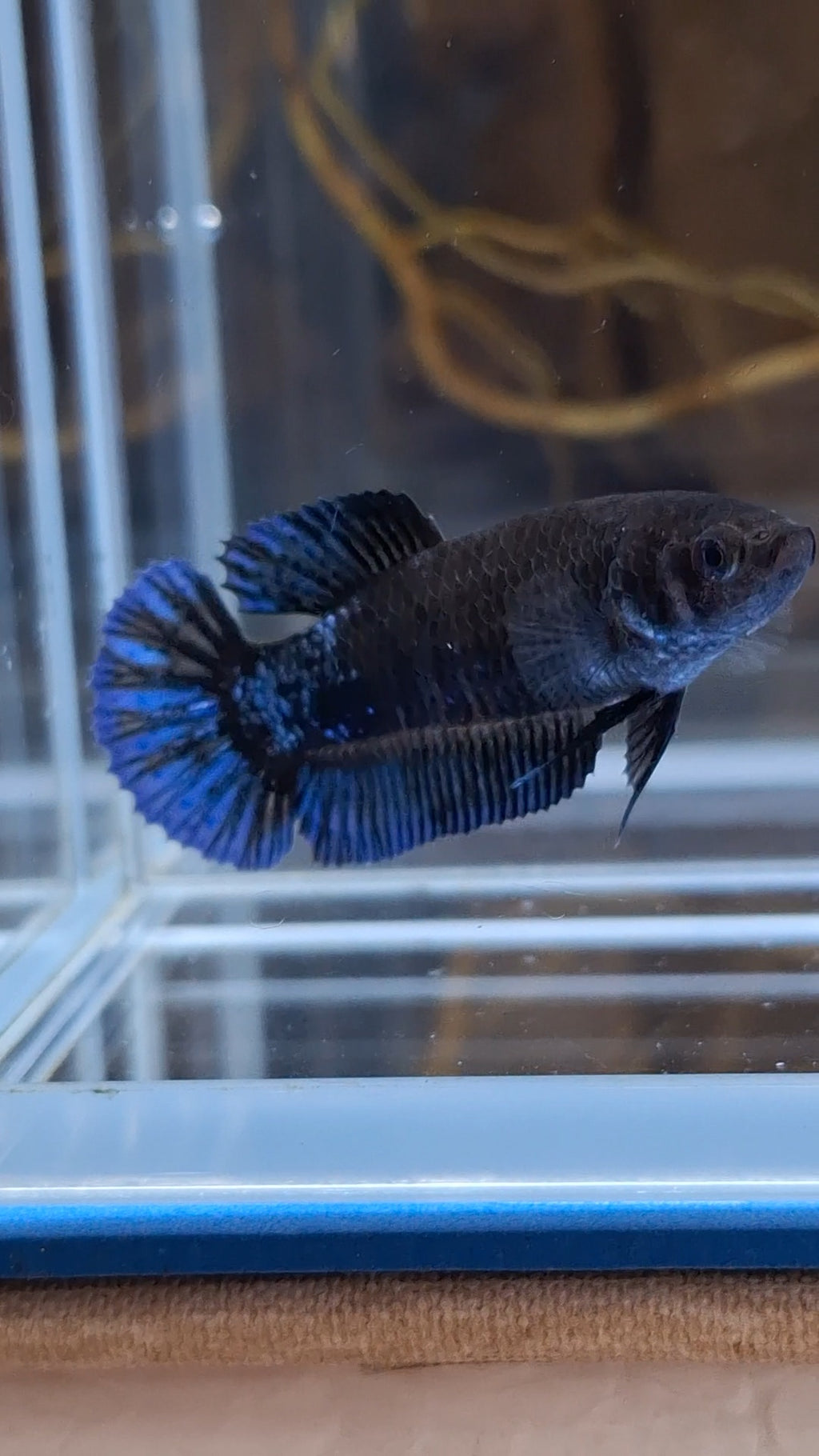 Avatar Black Blue Light Plakat Female Betta Fish For Sorority / Breed