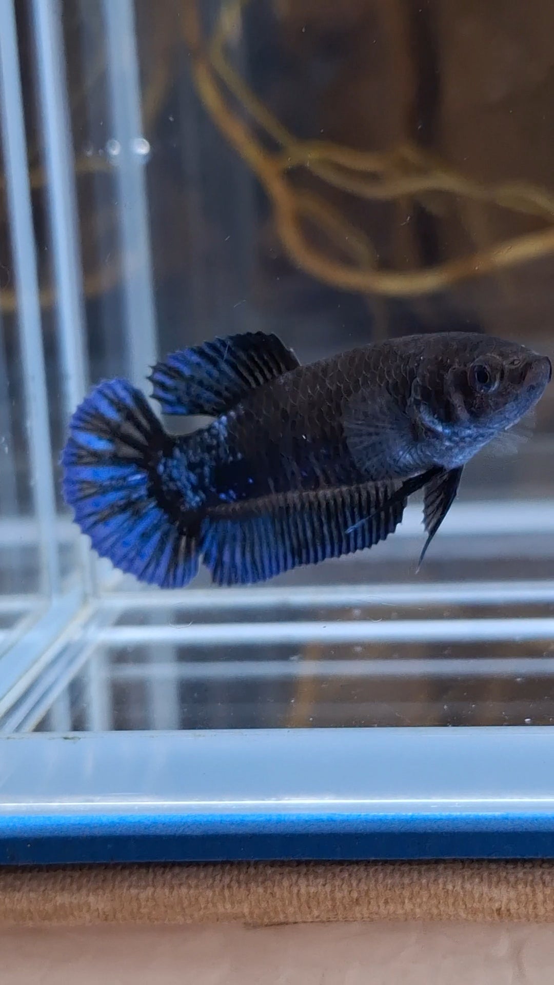 Avatar Black Blue Light Plakat Female Betta Fish For Sorority / Breed