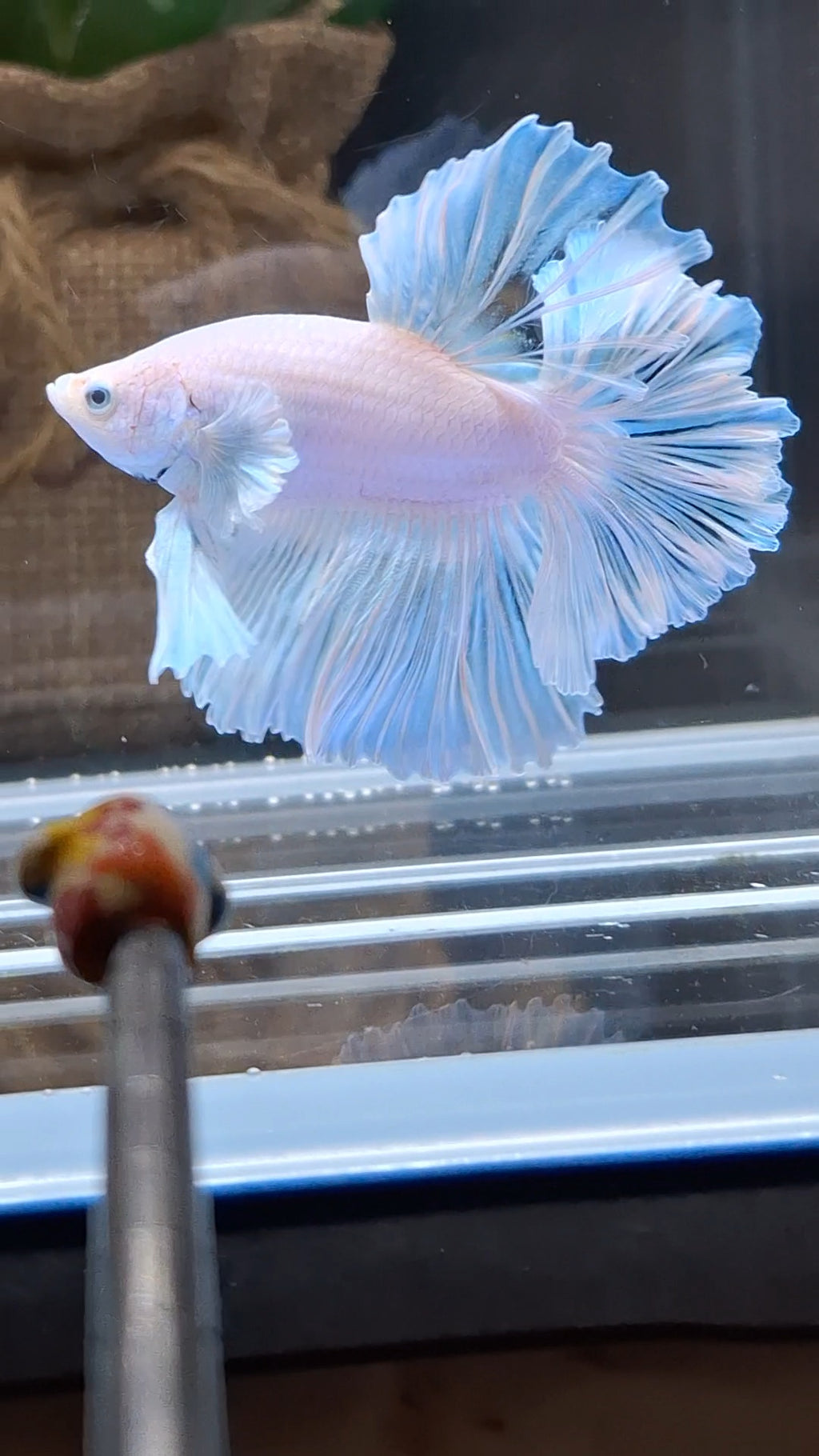 Premium Halfmoon King Feathertail White Unicorn Big Ear Rare Betta Fish Male