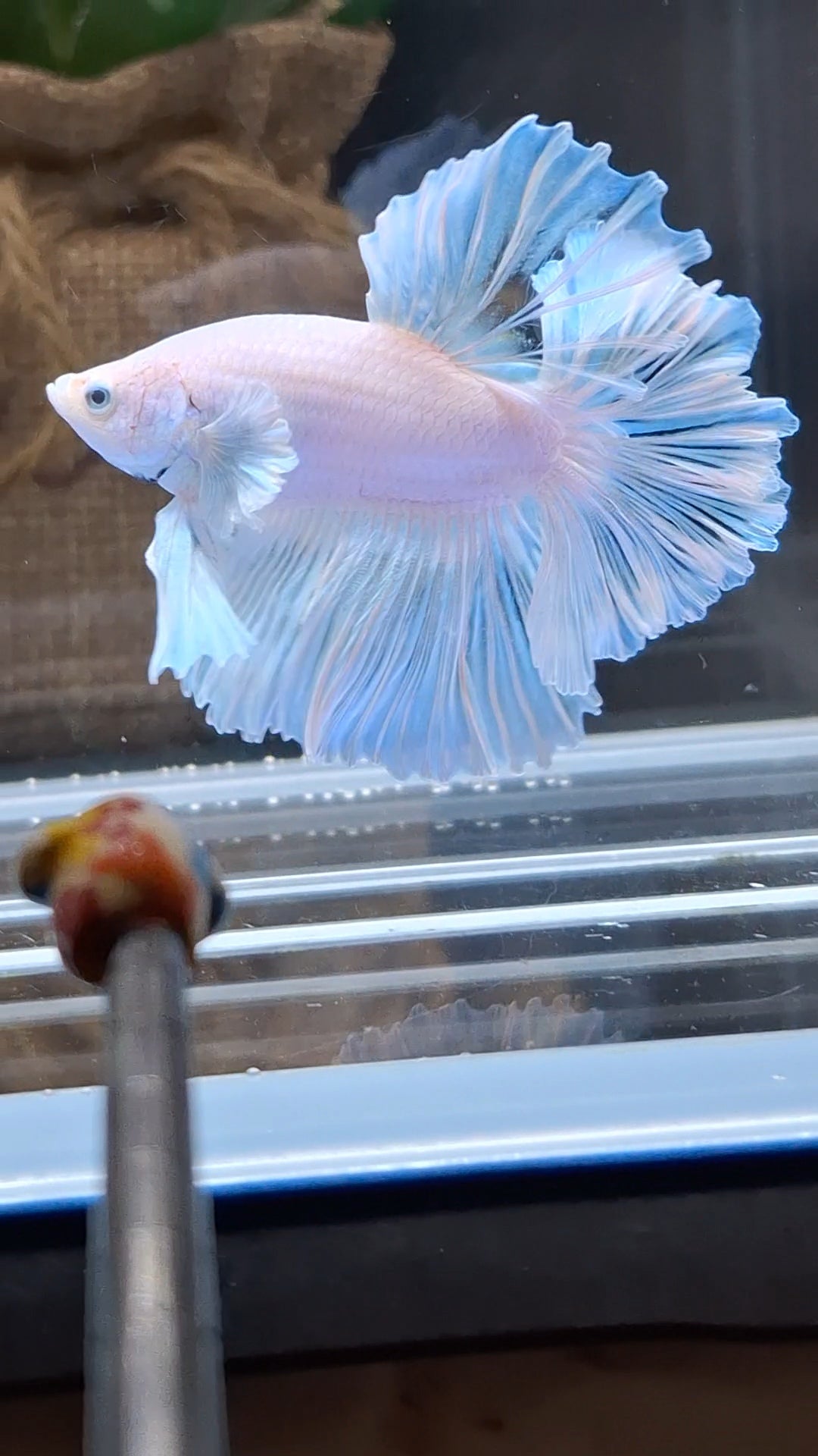 Premium Halfmoon King Feathertail White Unicorn Big Ear Rare Betta Fish Male