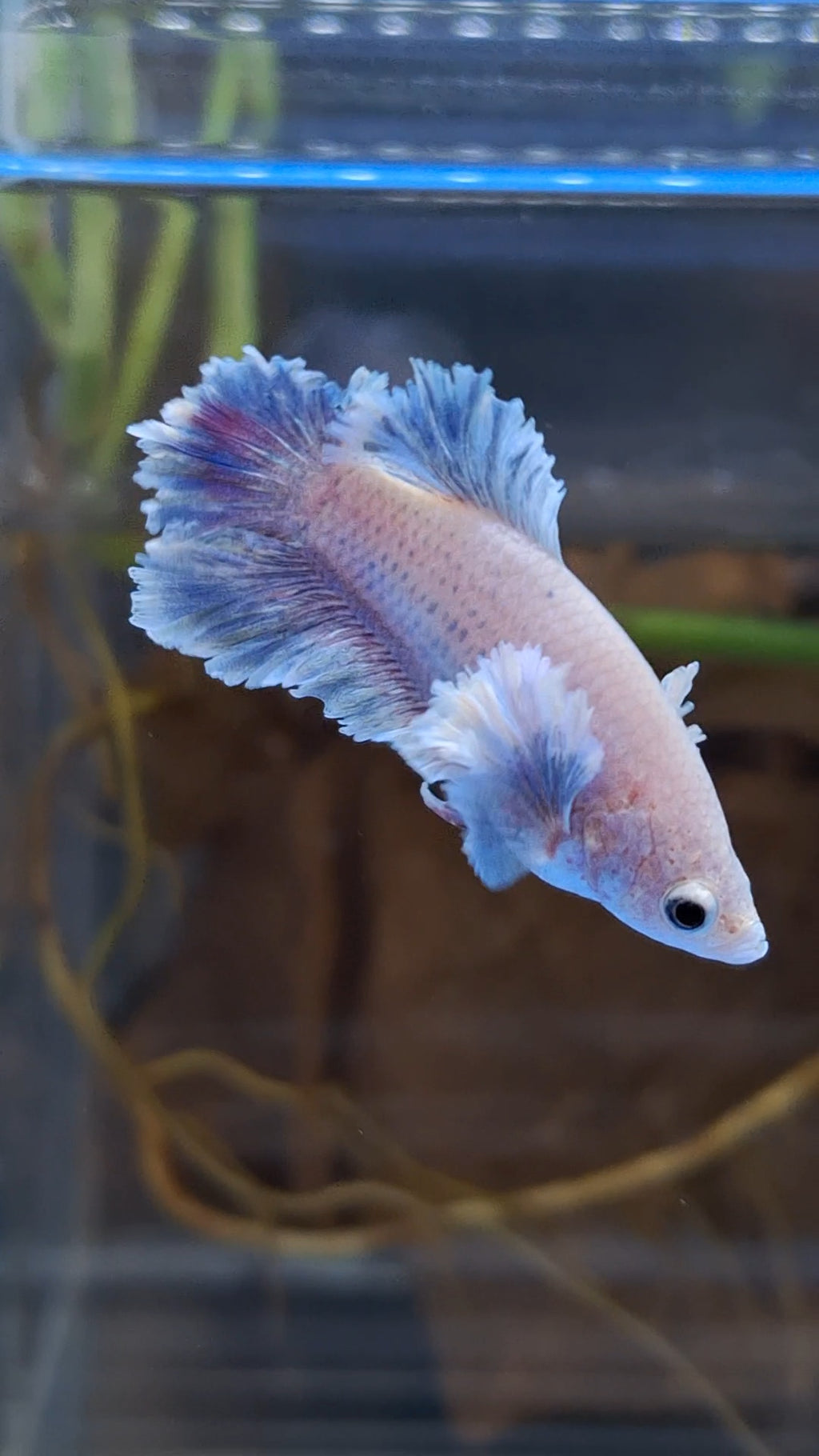 King Feathertail Rose Dumbo Ear Female Betta Fish For Sorority / Breed