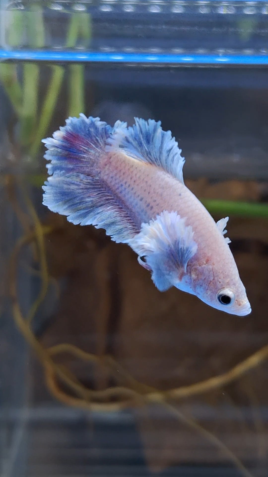 King Feathertail Rose Dumbo Ear Female Betta Fish For Sorority / Breed