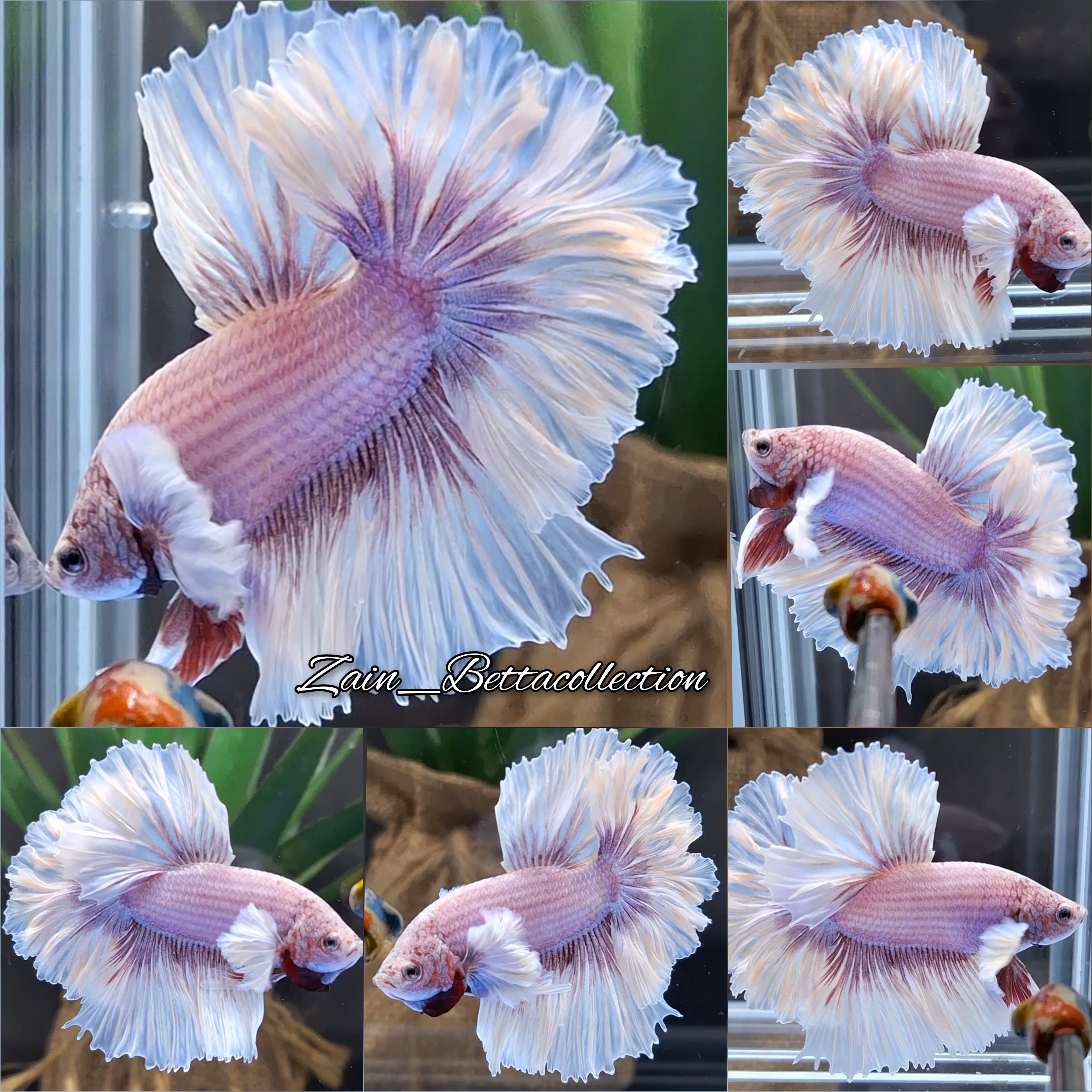 King Feathertail Dumbo Rose Ear Pink Color Premium Betta Fish Male