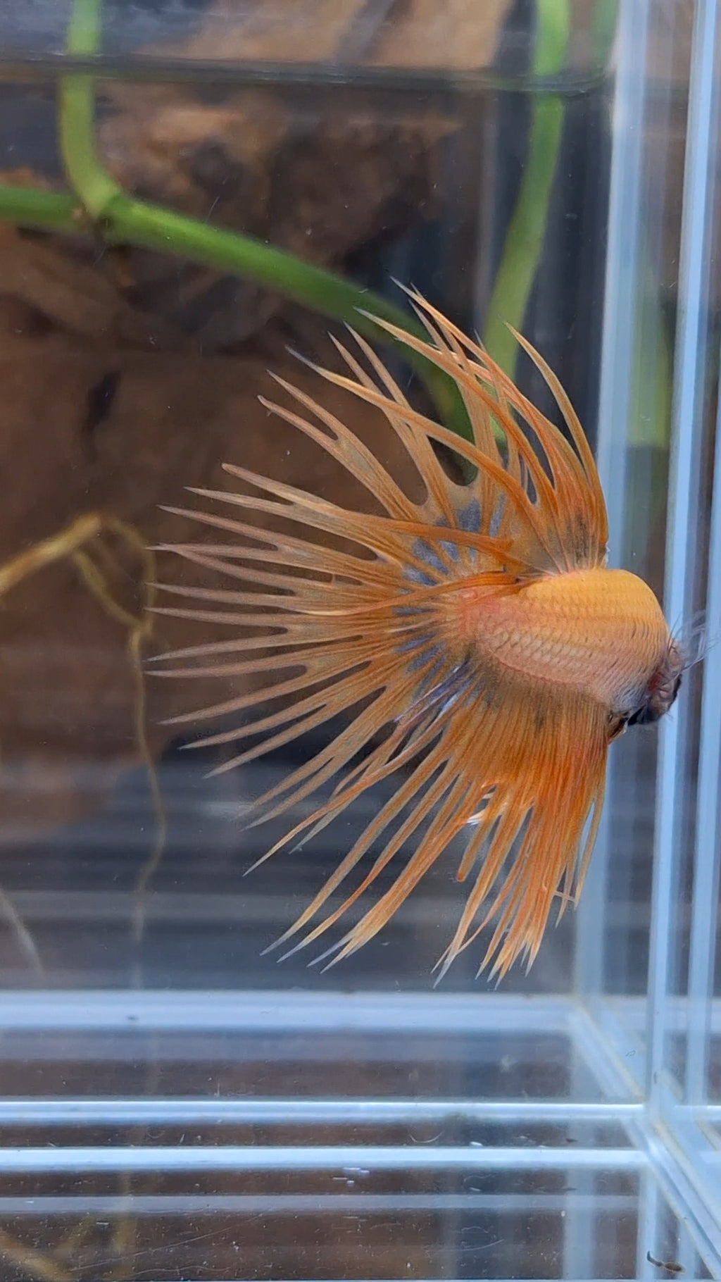 Crowntail Betta Fish Male