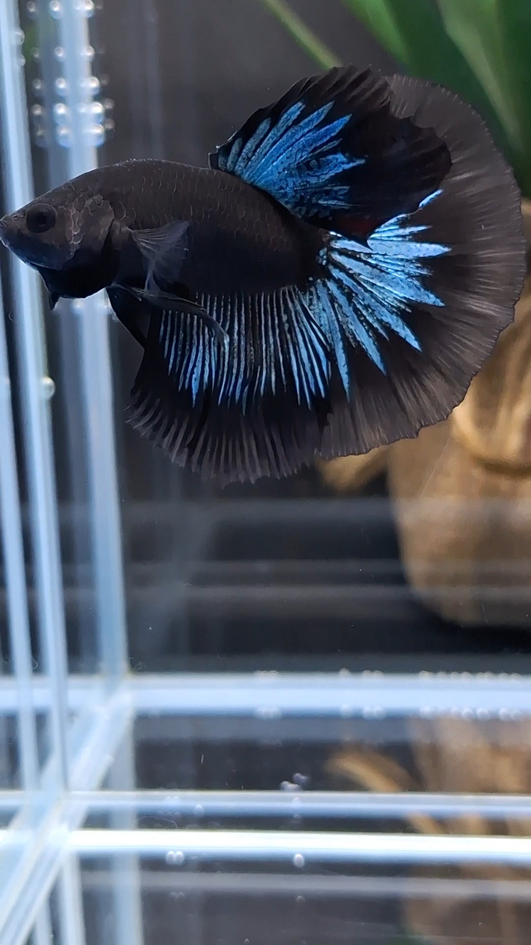 Halfmoon Blue Black Light Avatar Premium Betta Fish Male