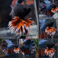 King Rosetail Super Premium Rare Betta Fish Male