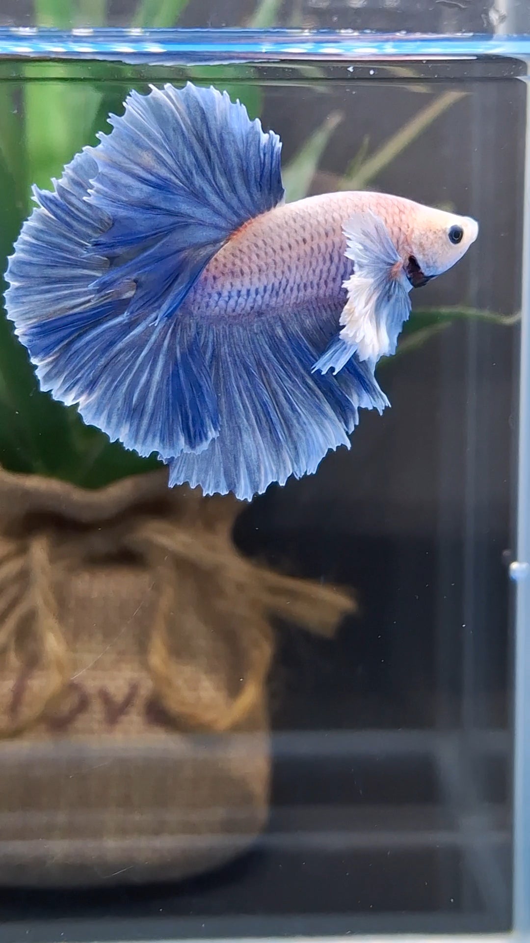 Halfmoon Rosetail Rose Dumbo Ear Grizzle Betta Fish Male