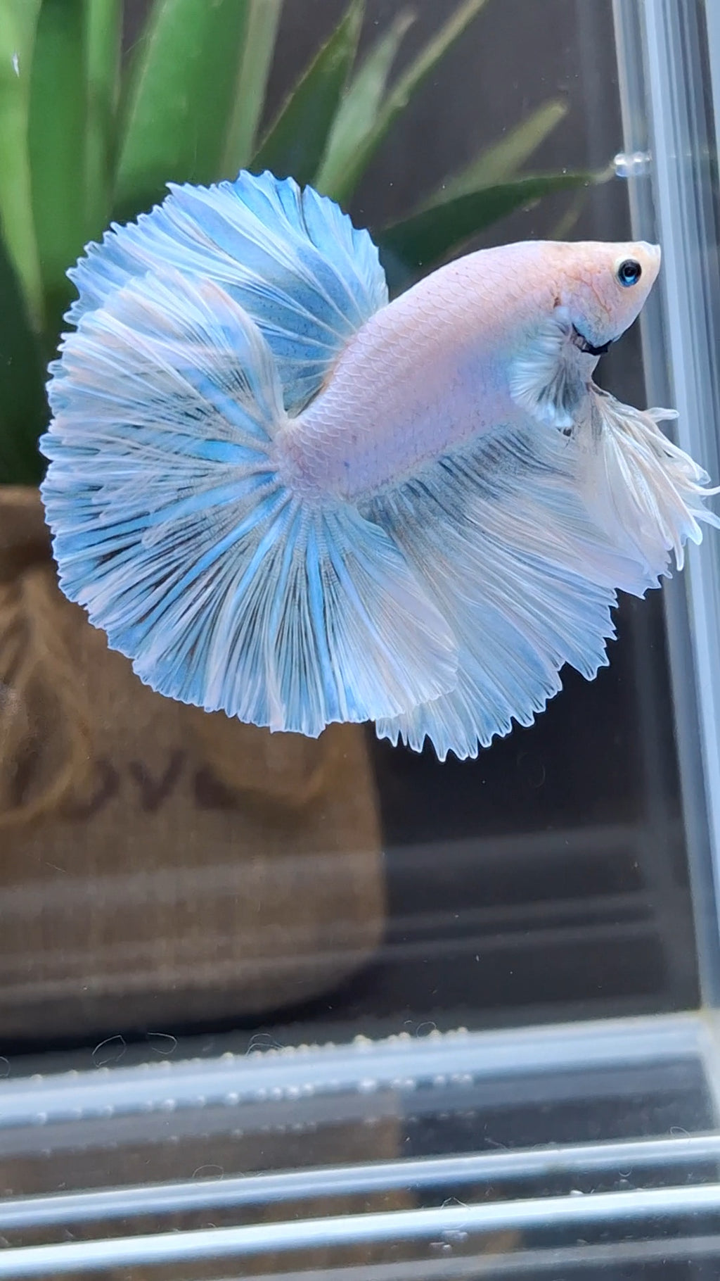 Over Halfmoon King Pastel Aurora Blue Sky Betta Fish Male