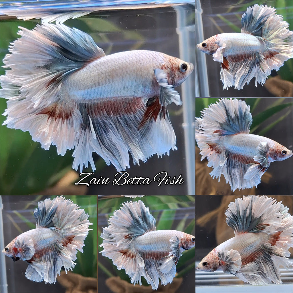 King Feathertail Dumbo Ear Pastel Copper Betta Fish Male
