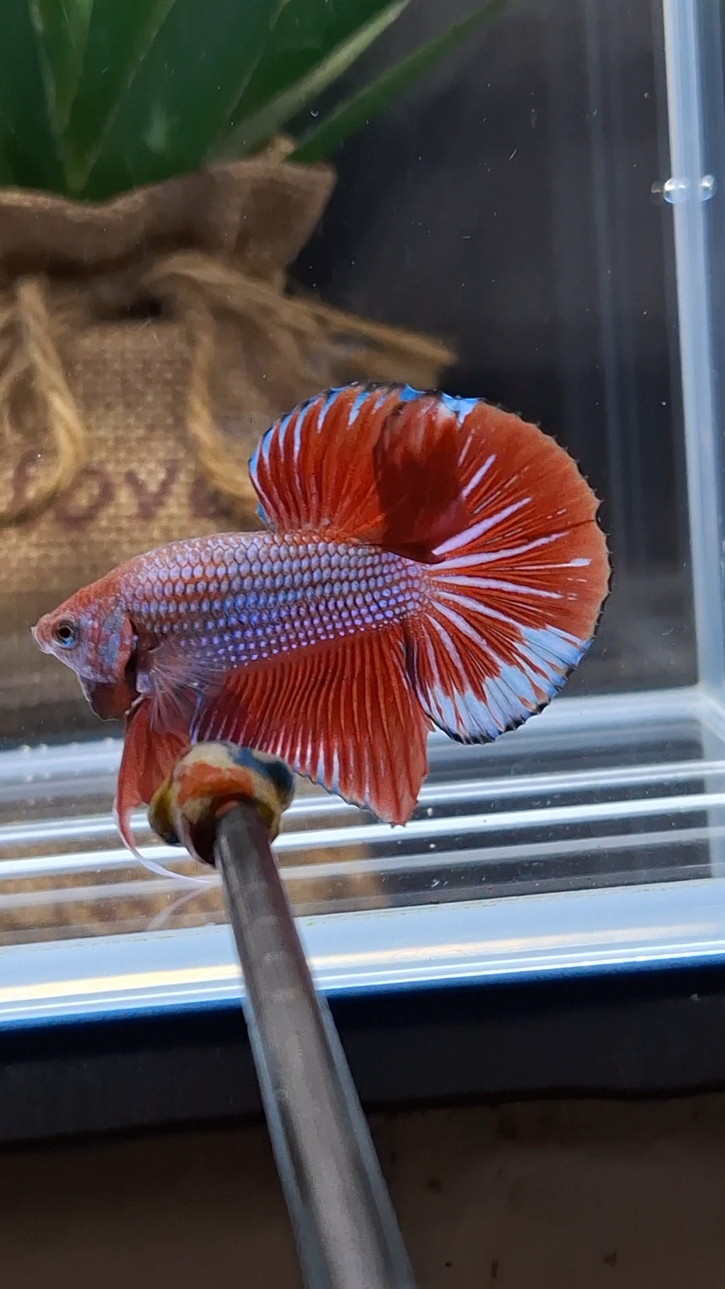 Big Tail HMPK Betta Fish Male
