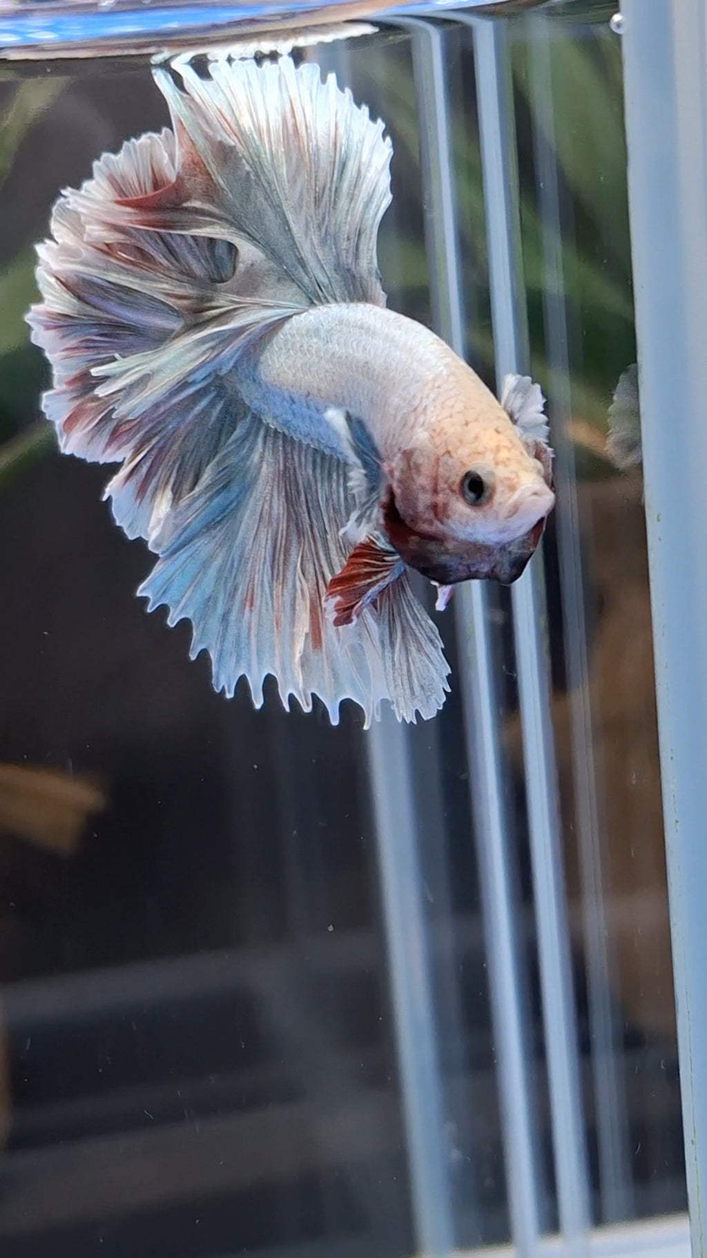 King Feathertail Dumbo Pastel Copper Betta Fish Male