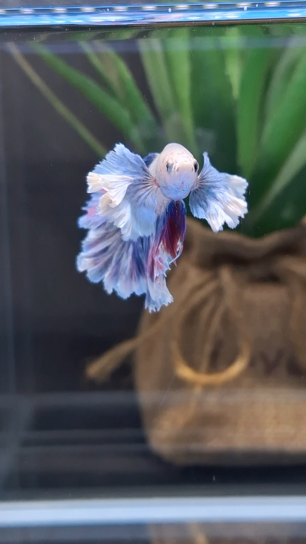 Dumbo Ear Halfmoon Rosetail Blue Sky Purple Wash Betta Fish Male