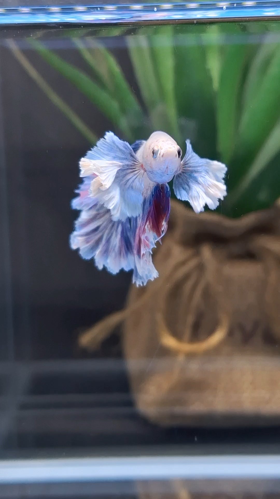 Dumbo Ear Halfmoon Rosetail Blue Sky Purple Wash Betta Fish Male
