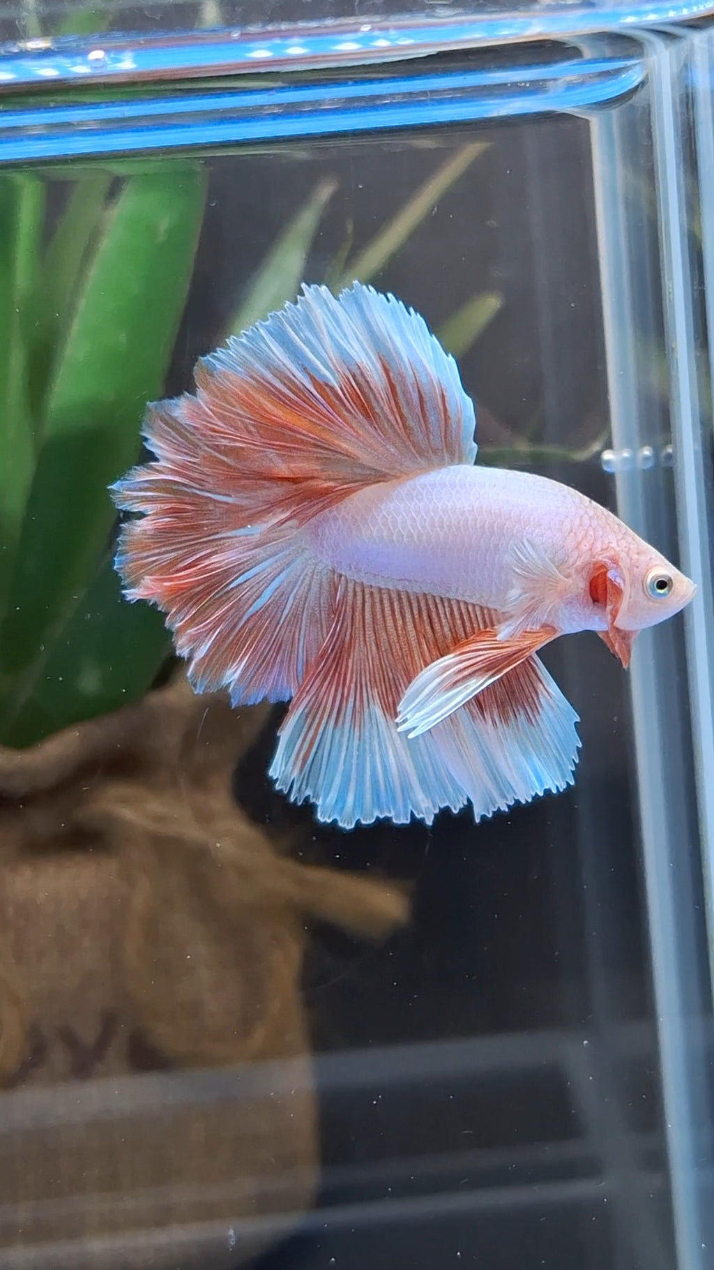Halfmoon Feathertail Pink Aurora Betta Fish Male