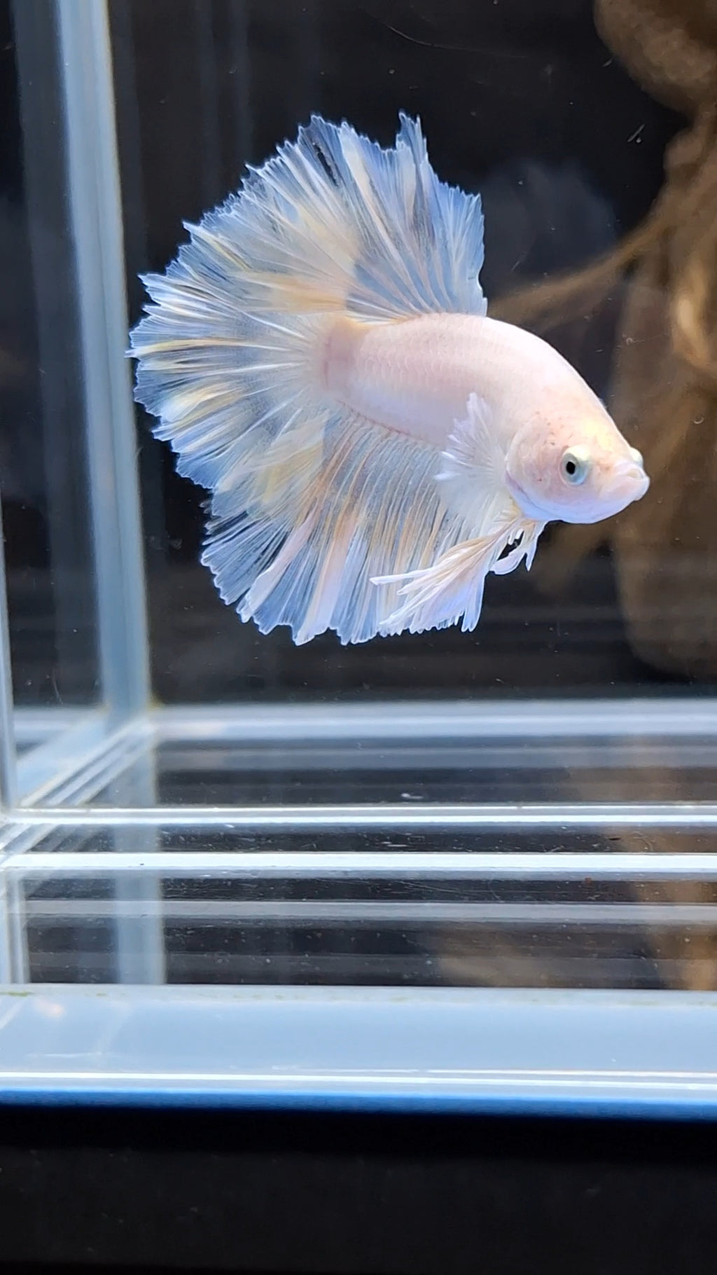 King Feathertail White Unicorn Soft Yellow Wash Betta Fish Male
