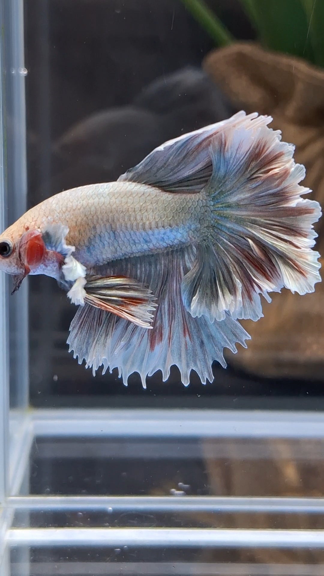 King Feathertail Dumbo Pastel Copper Betta Fish Male
