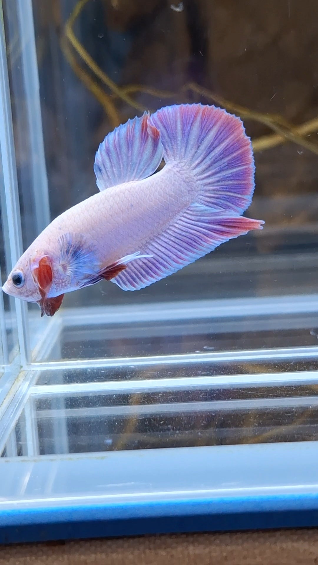 Hologram Aurora Pink Purple Plakat HMPK Rare Betta Fish Male