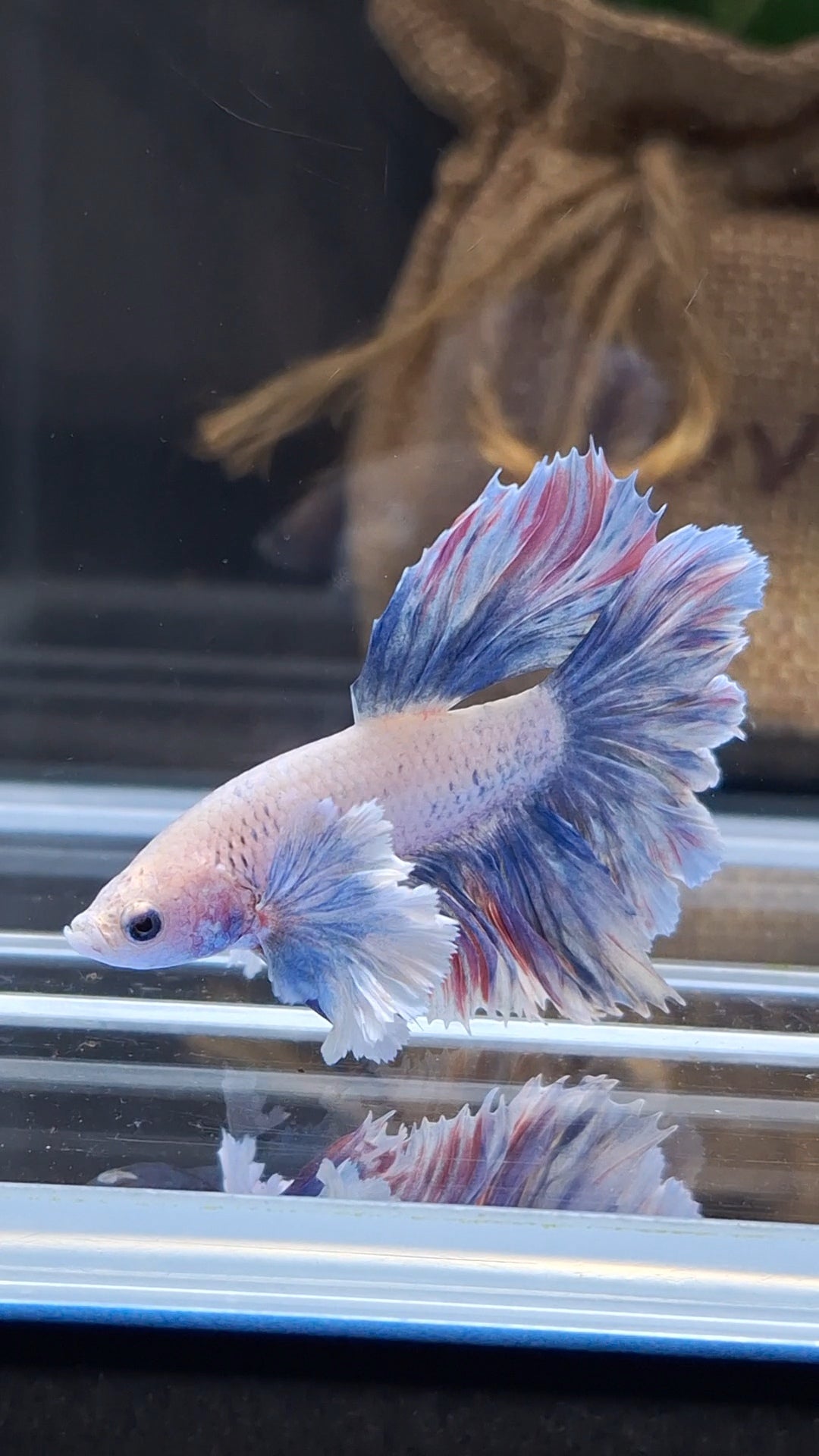 Dumbo Ear Halfmoon Rosetail Blue Sky Purple Wash Betta Fish Male