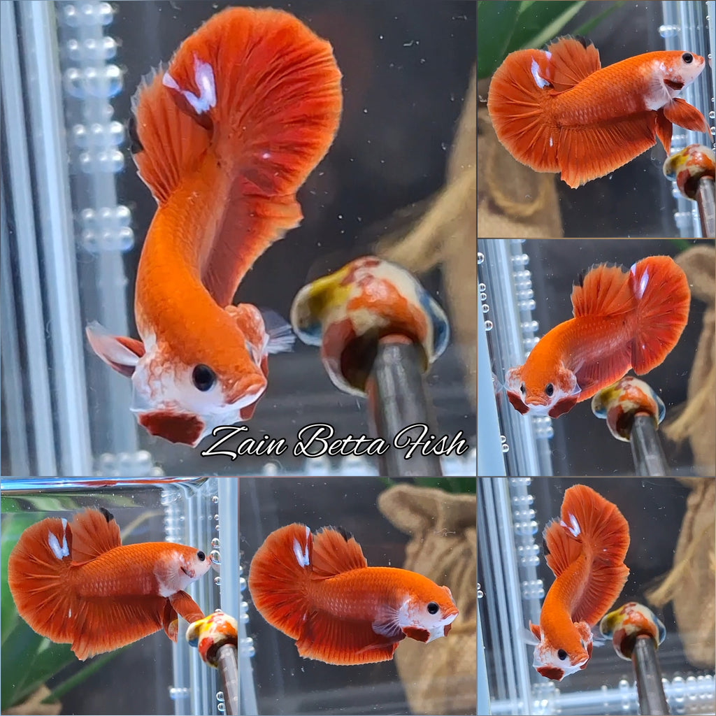 Hellboy Red Monkey Face Plakat HMPK Betta Fish Male