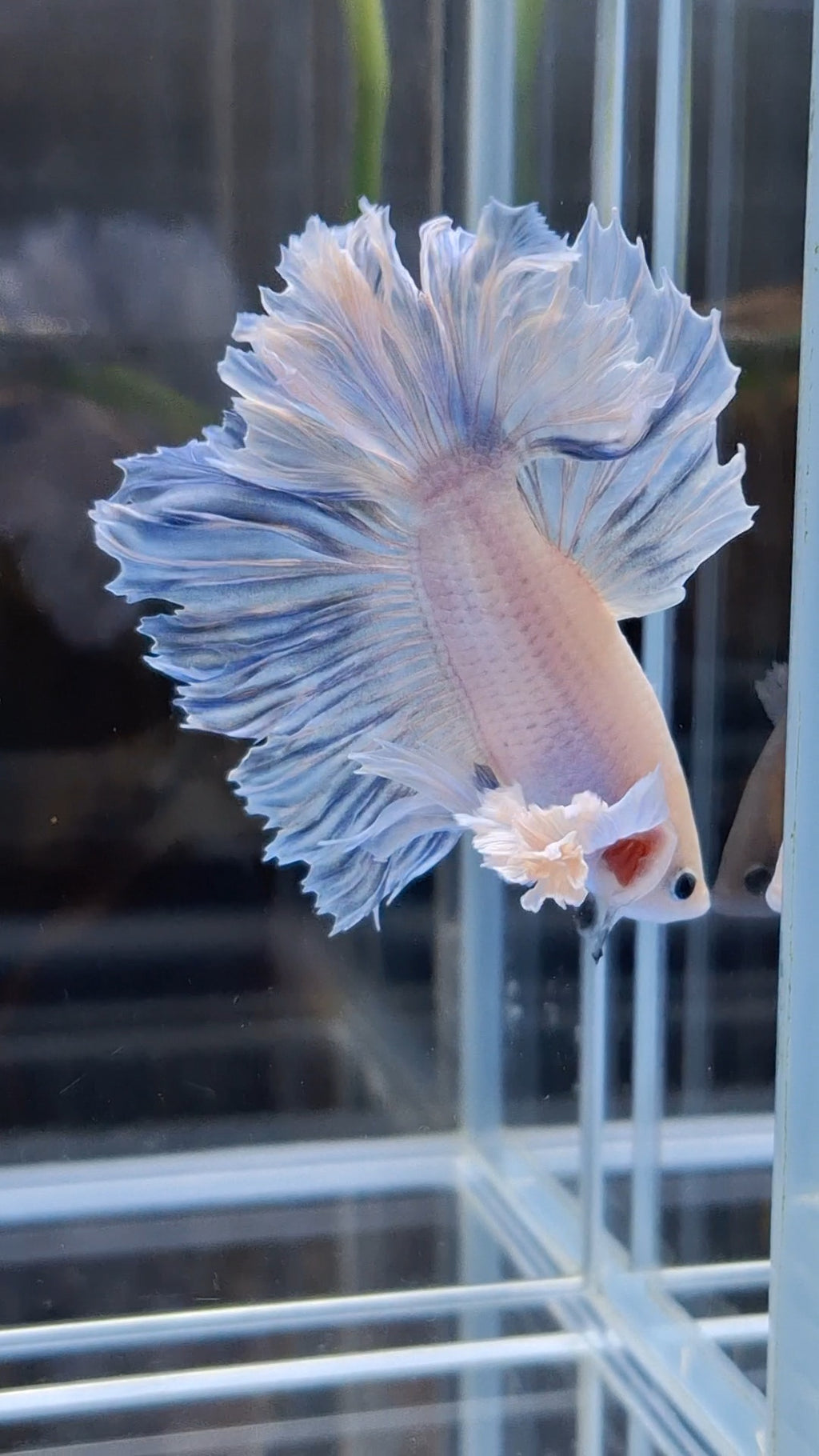 King Feathertail Halfmoon Rose Dumbo Ear Premium Rare Betta Fish Male