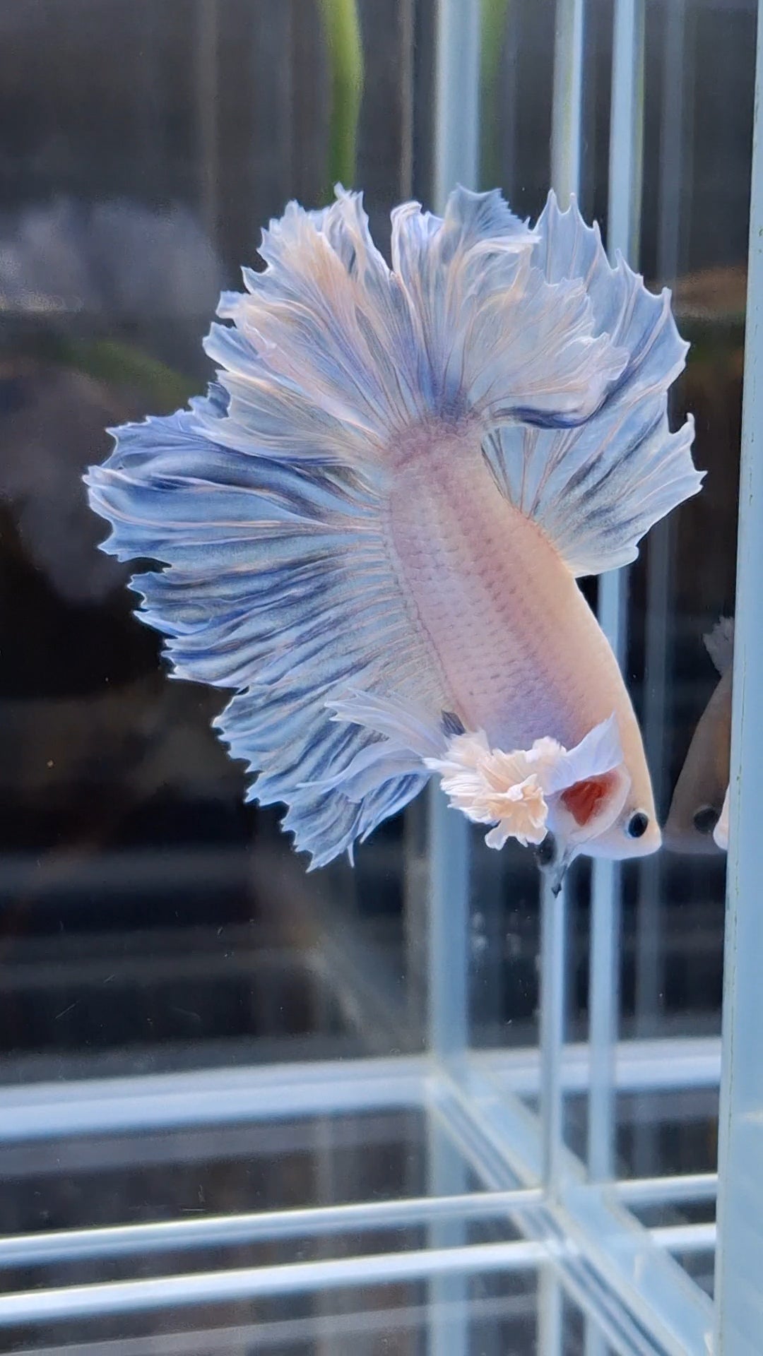 King Feathertail Halfmoon Rose Dumbo Ear Premium Rare Betta Fish Male